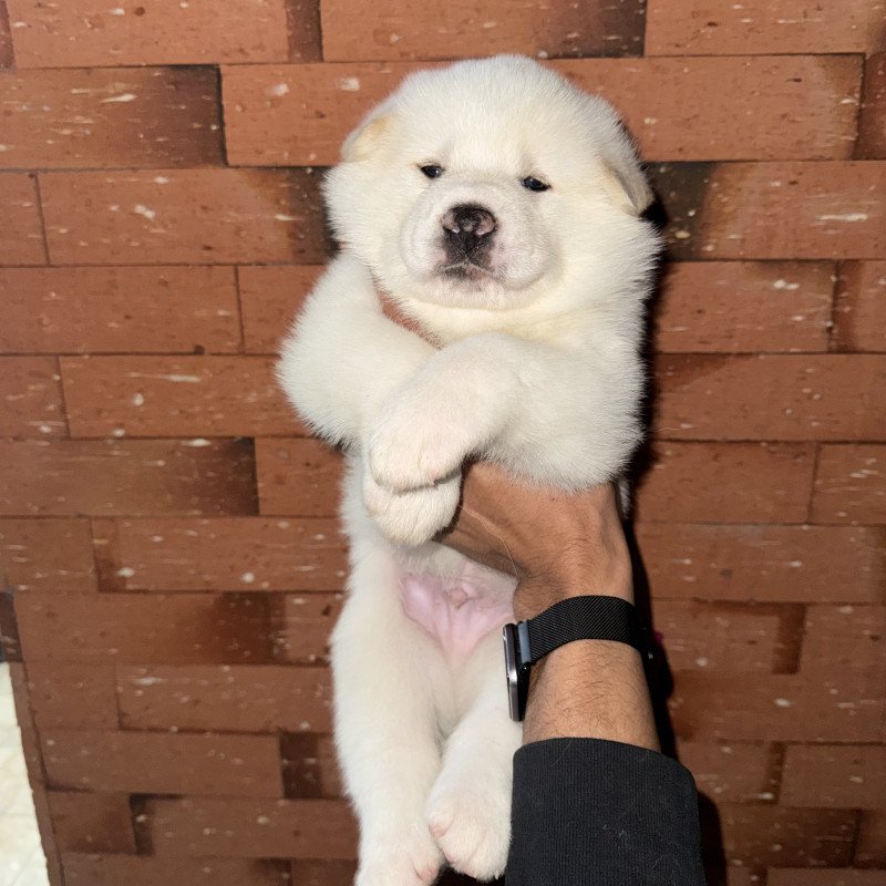 Últimos filhotes de Akita - Foto 5