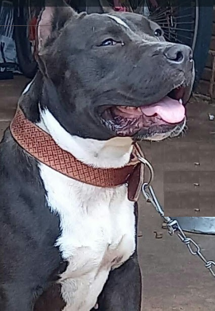 Portal Vendocão American bully femea  campo mourão 