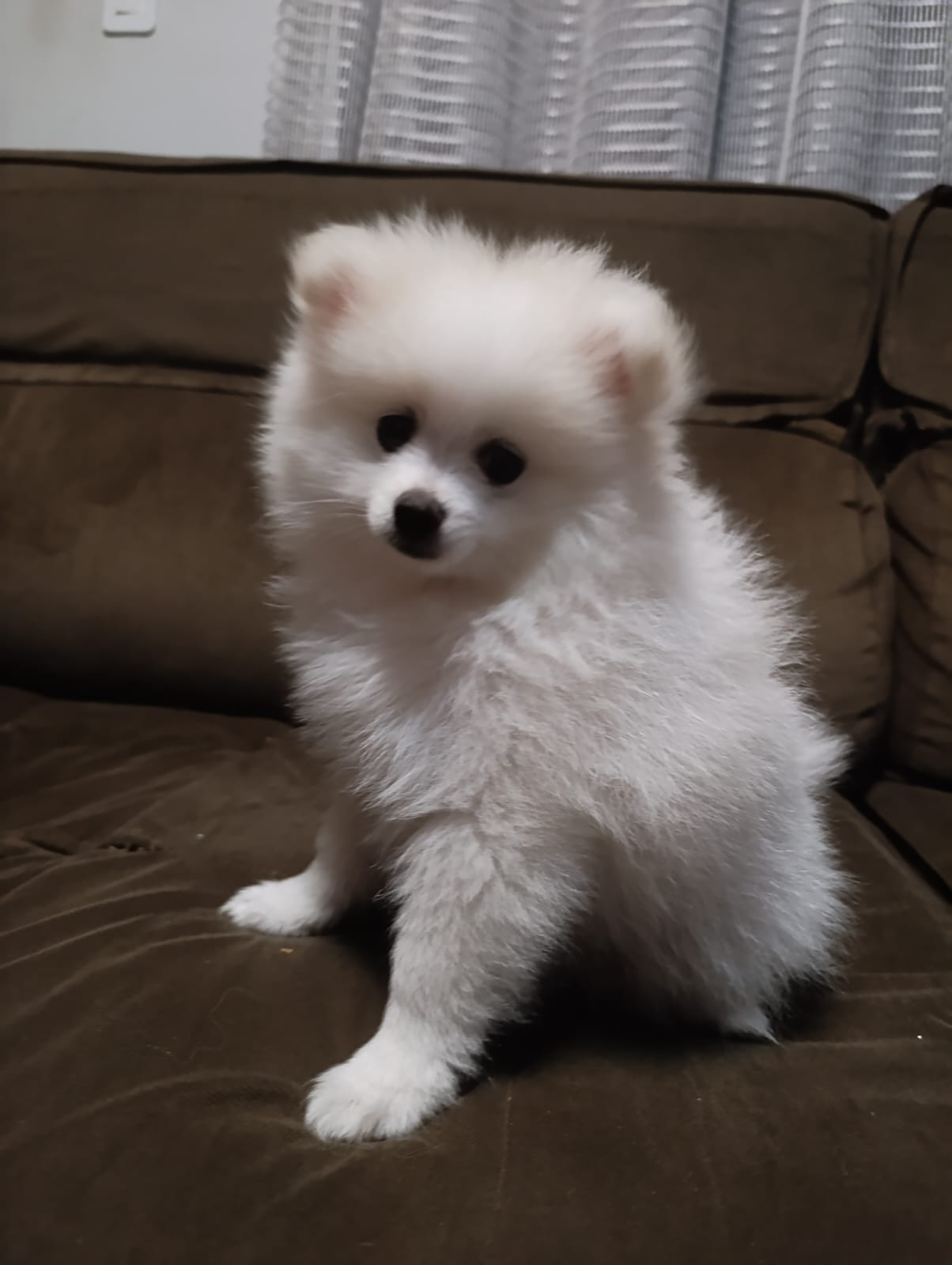 Portal Vendocão  Filhote de Spitz Alemão / Lulu da pomerânia  Salvador 