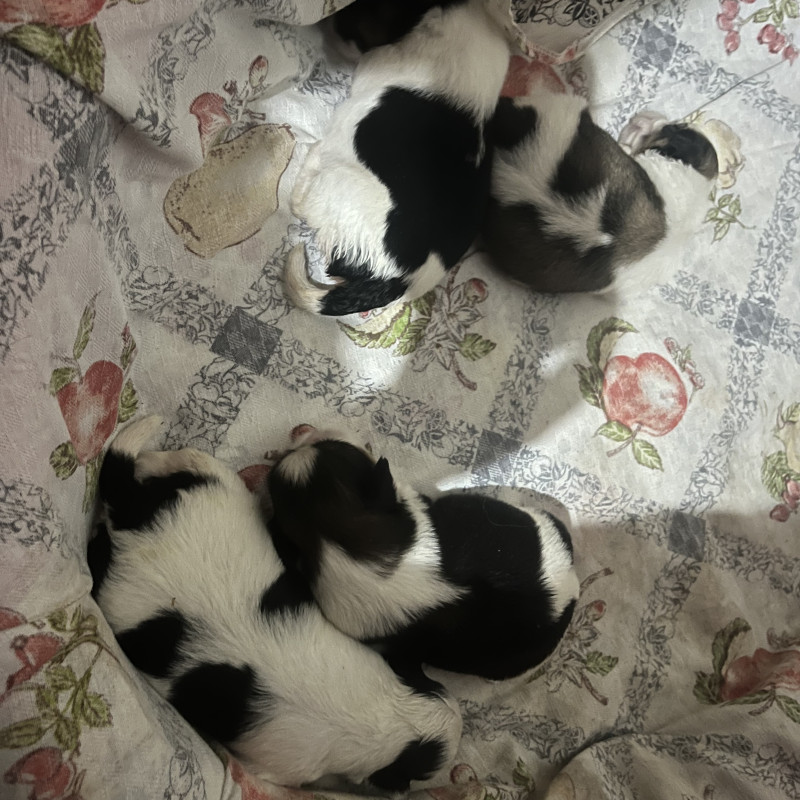 Vendo filhotes de Shitzu - Foto 2