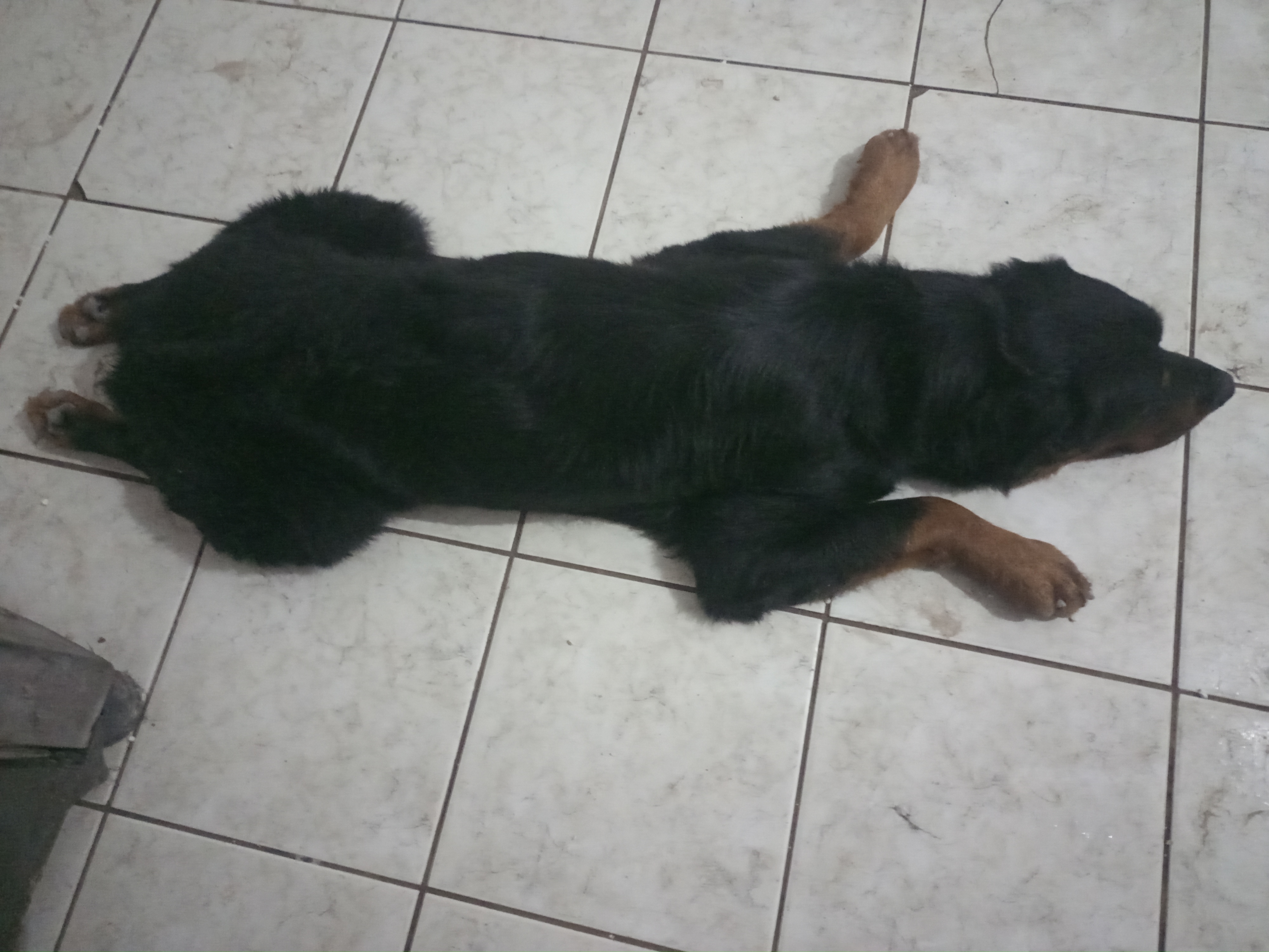 Portal Vendocão Cachorro  JABOATÃO DOS GUARARAPES