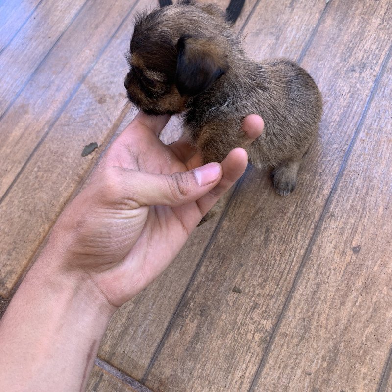 Filhotes de shih tzu para vender rápido! - Foto 2