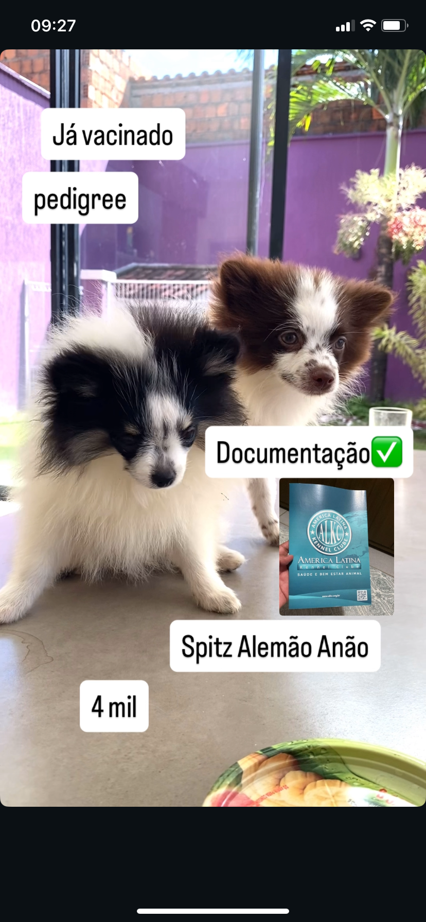 Spitz Alemão Anão - Foto 1
