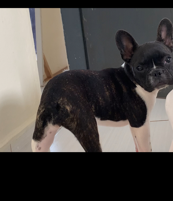 Portal Vendocão promoção bulldog Goiania