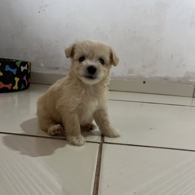 Poodle macho - Foto 1