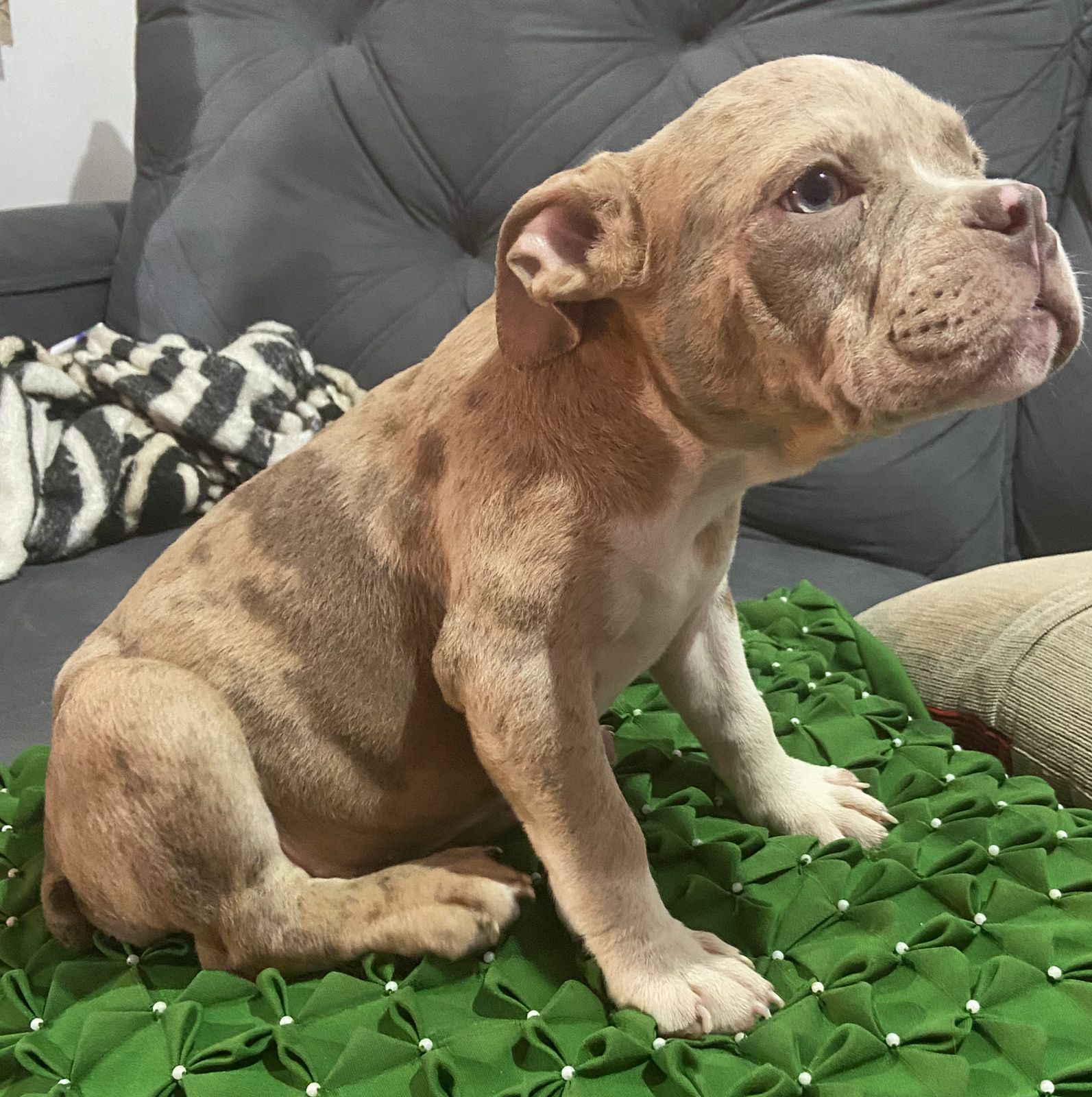 Américan bully - Foto 1