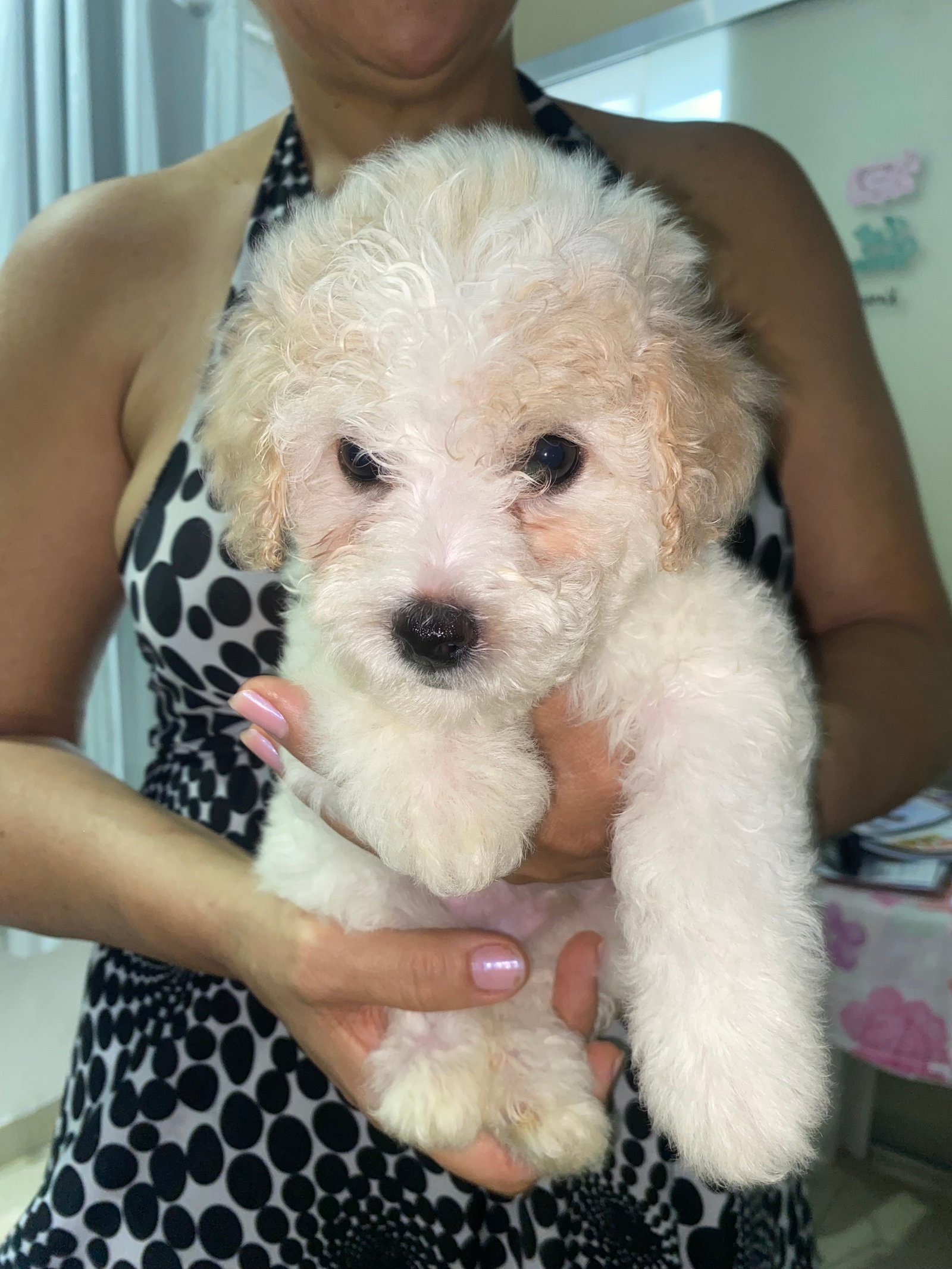 Poodle Toy  - Foto 4