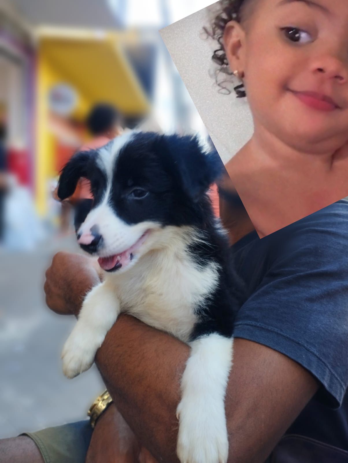 Portal Vendocão Filhote de Border collie  Feira de santana