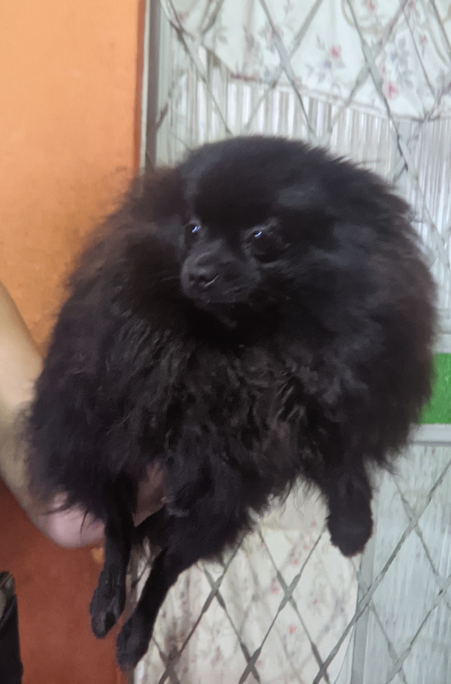 Portal Vendocão Spitz ursinho fêmea  Betim