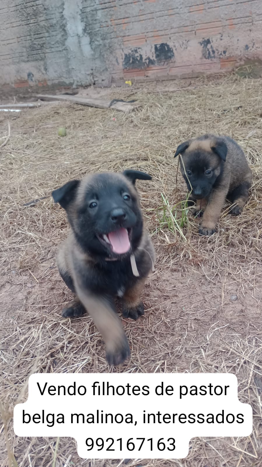 Portal Vendocão Venda de cães cacoal