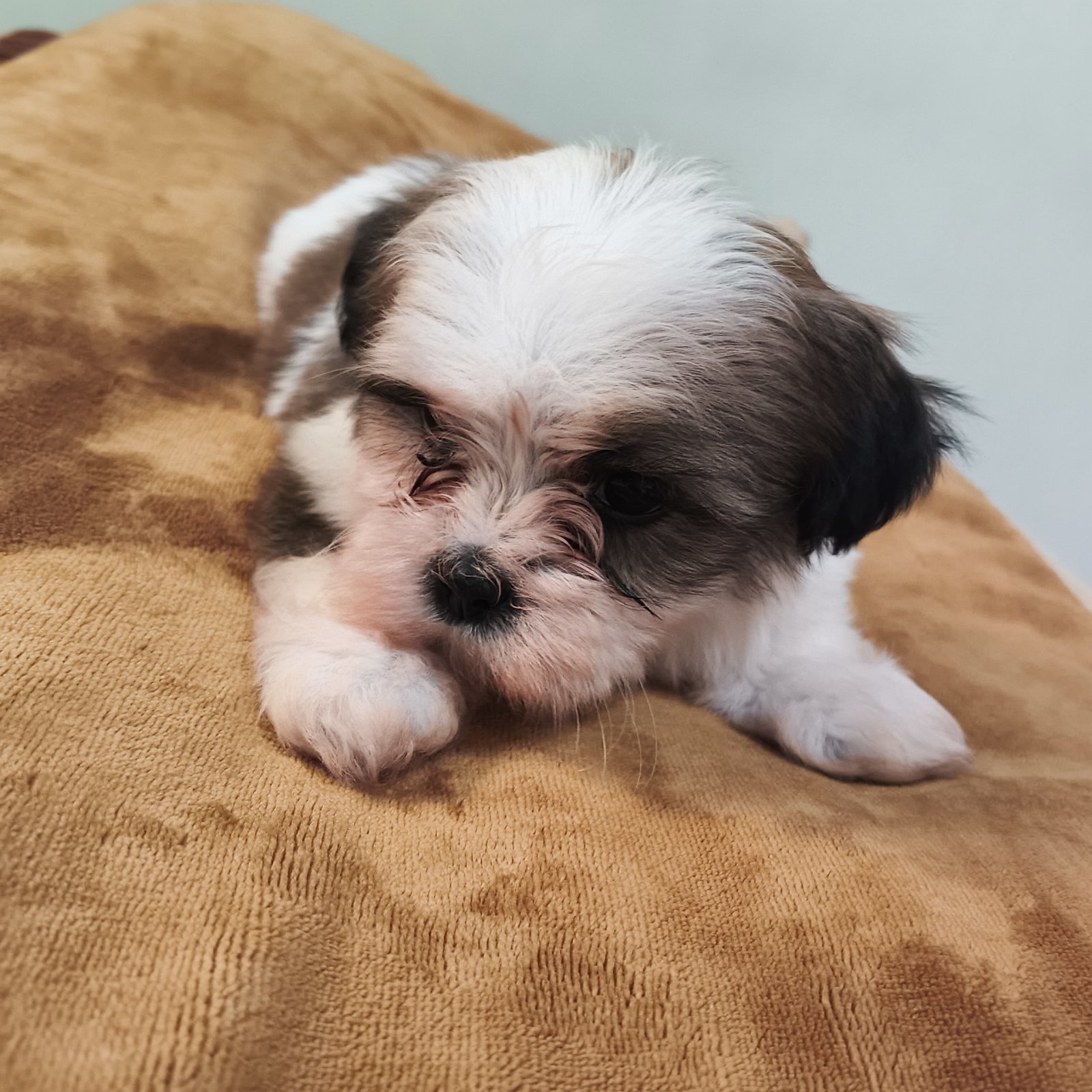 Filhote Lhasa Apso - Foto 4