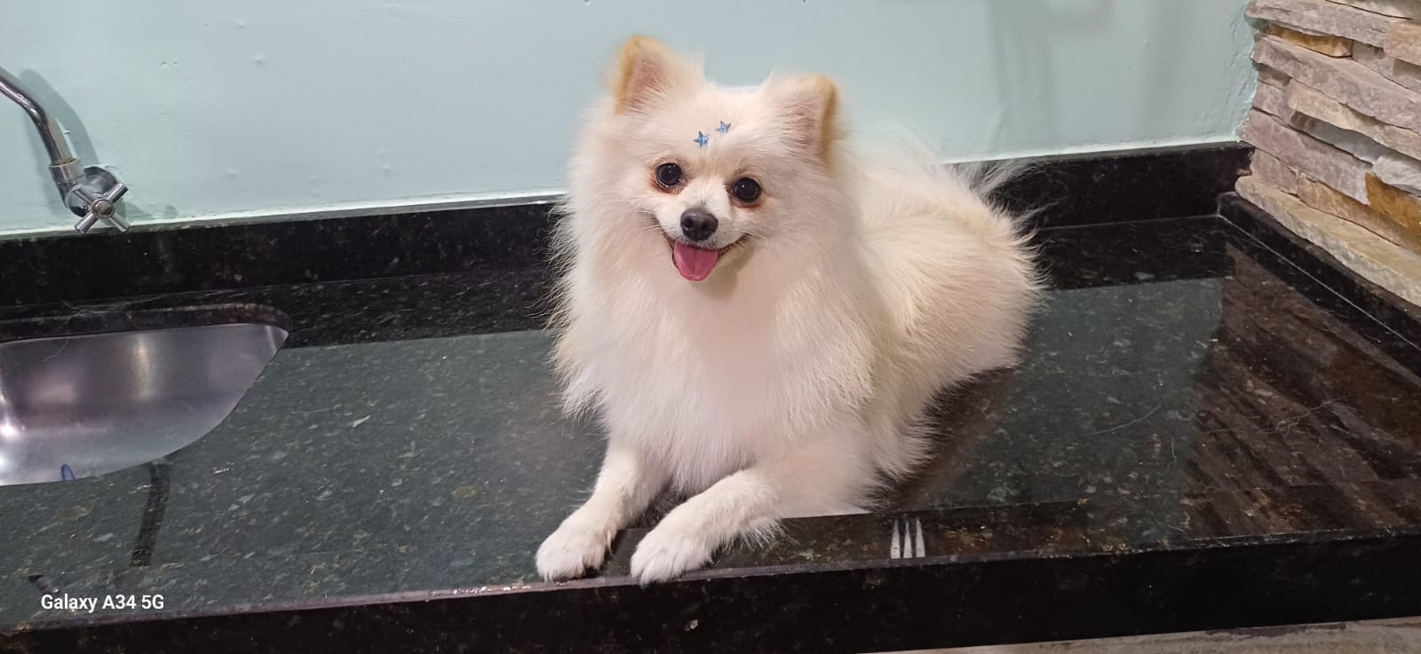 Spitz alemão  - Foto 2