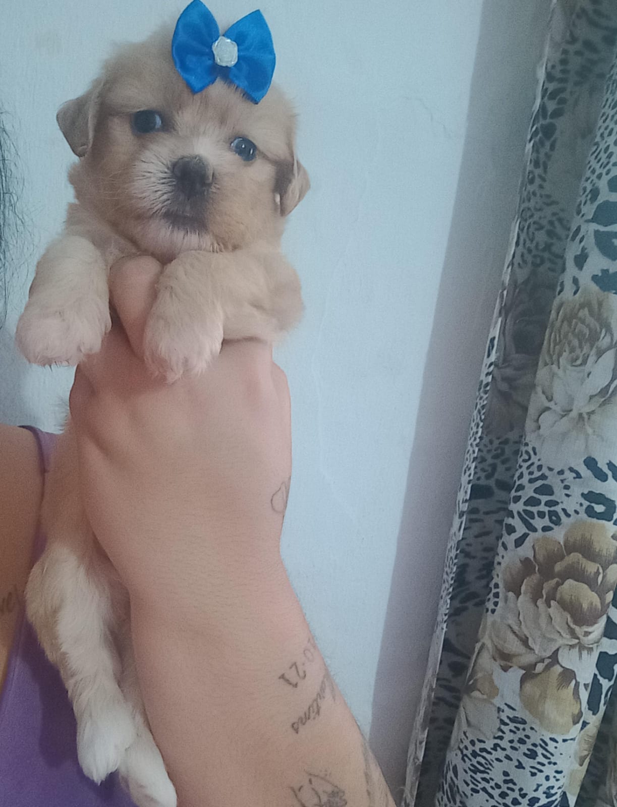 Portal Vendocão Filhotes Lhasa Apso Paulista