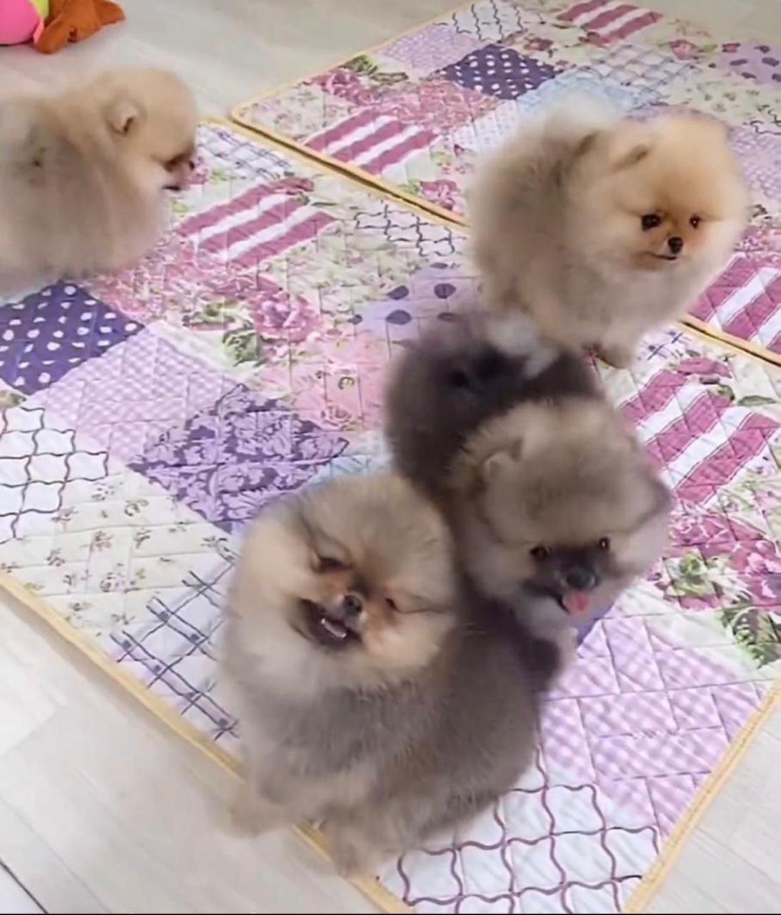 Portal Vendocão Vendo filhotes de lulu a Pomerânia  Cuiabá 