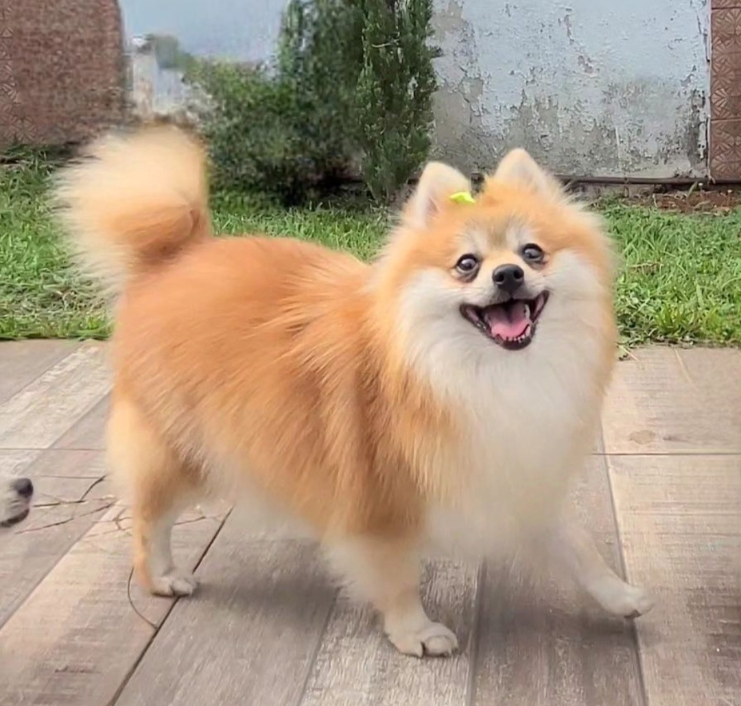 Portal Vendocão Lindos filhotes de Lulu da Pomerânia  Ponte Alta norte
