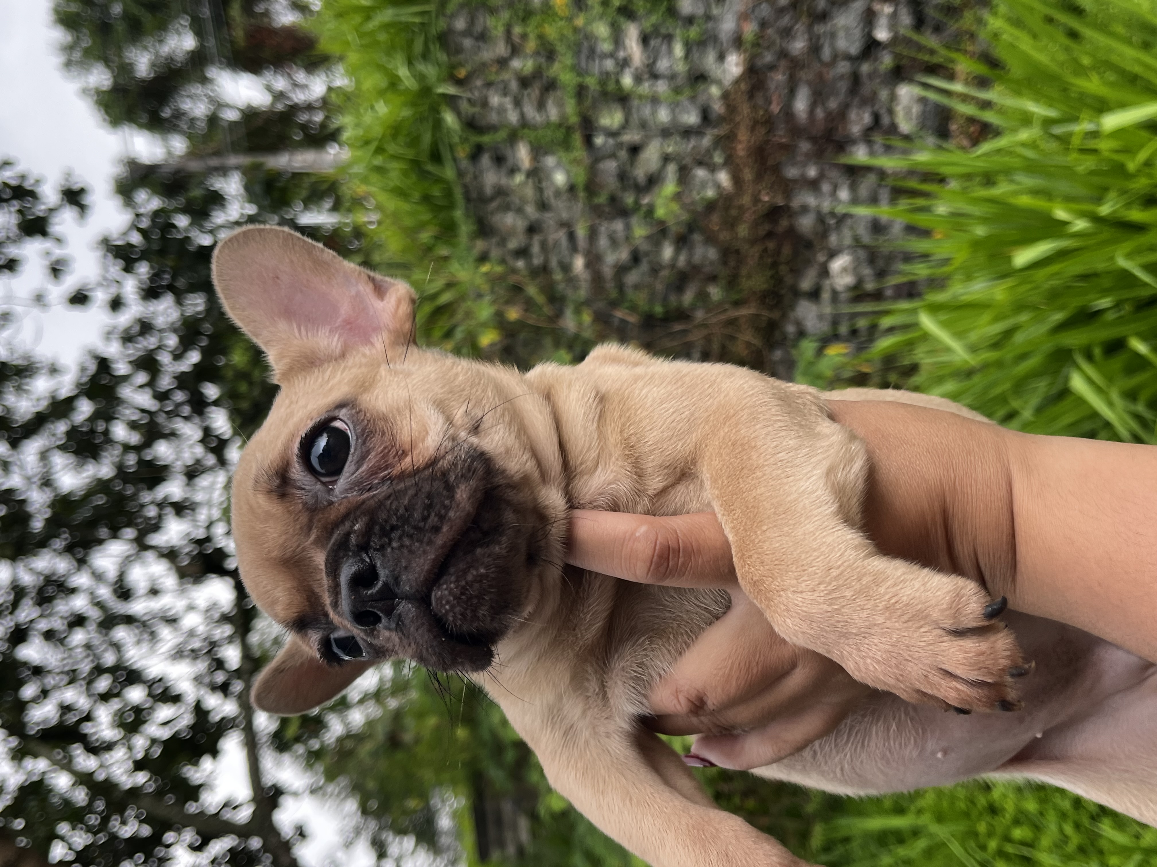 Portal Vendocão Buldogue francês fêmea  São Paulo 