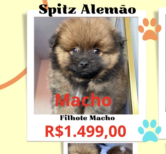 Portal Vendocão Venda de Spitz Alemão Macho Filhote São Jose