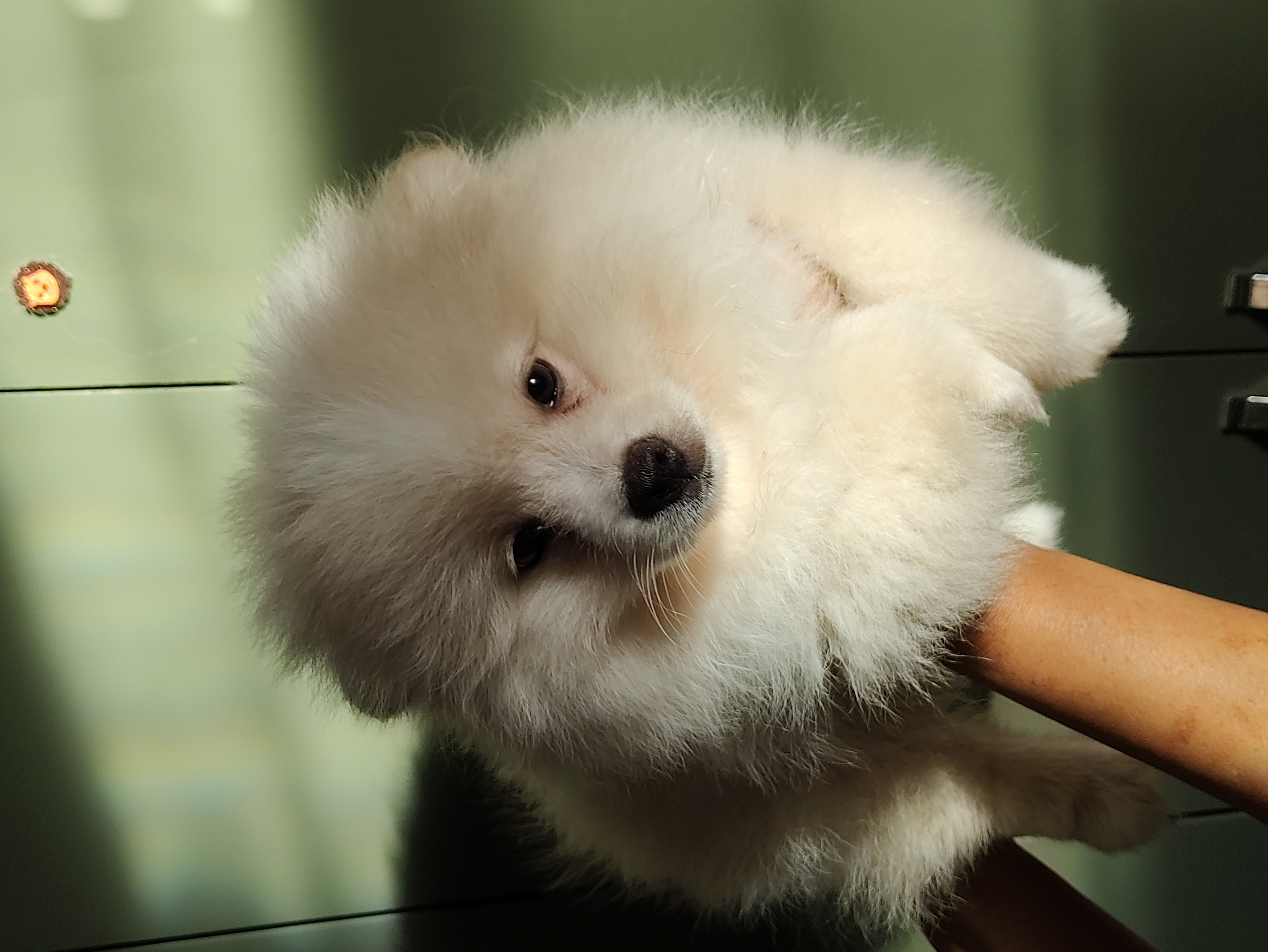 Spitz Alemão 