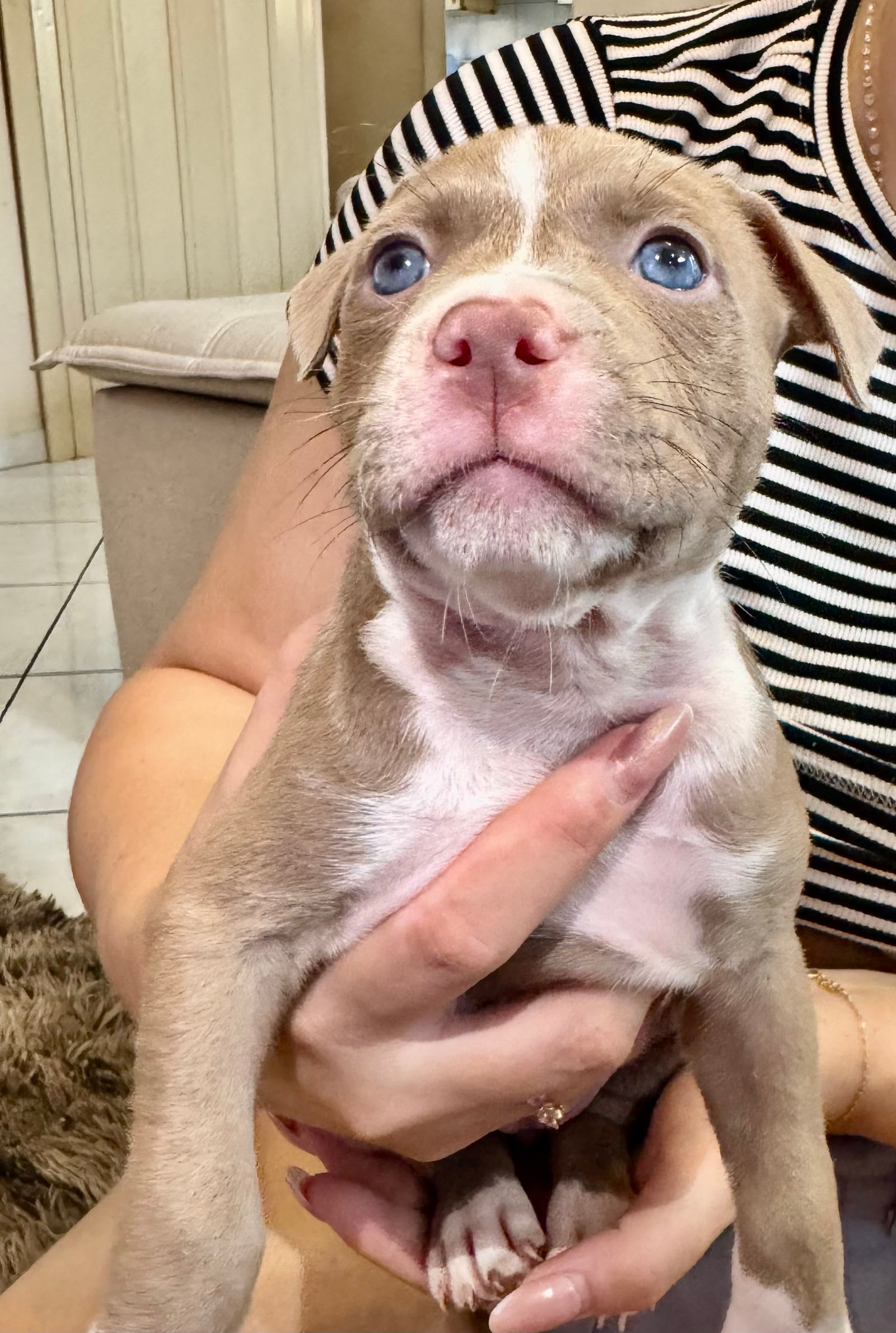 Filhote de Pitbull - Foto 1