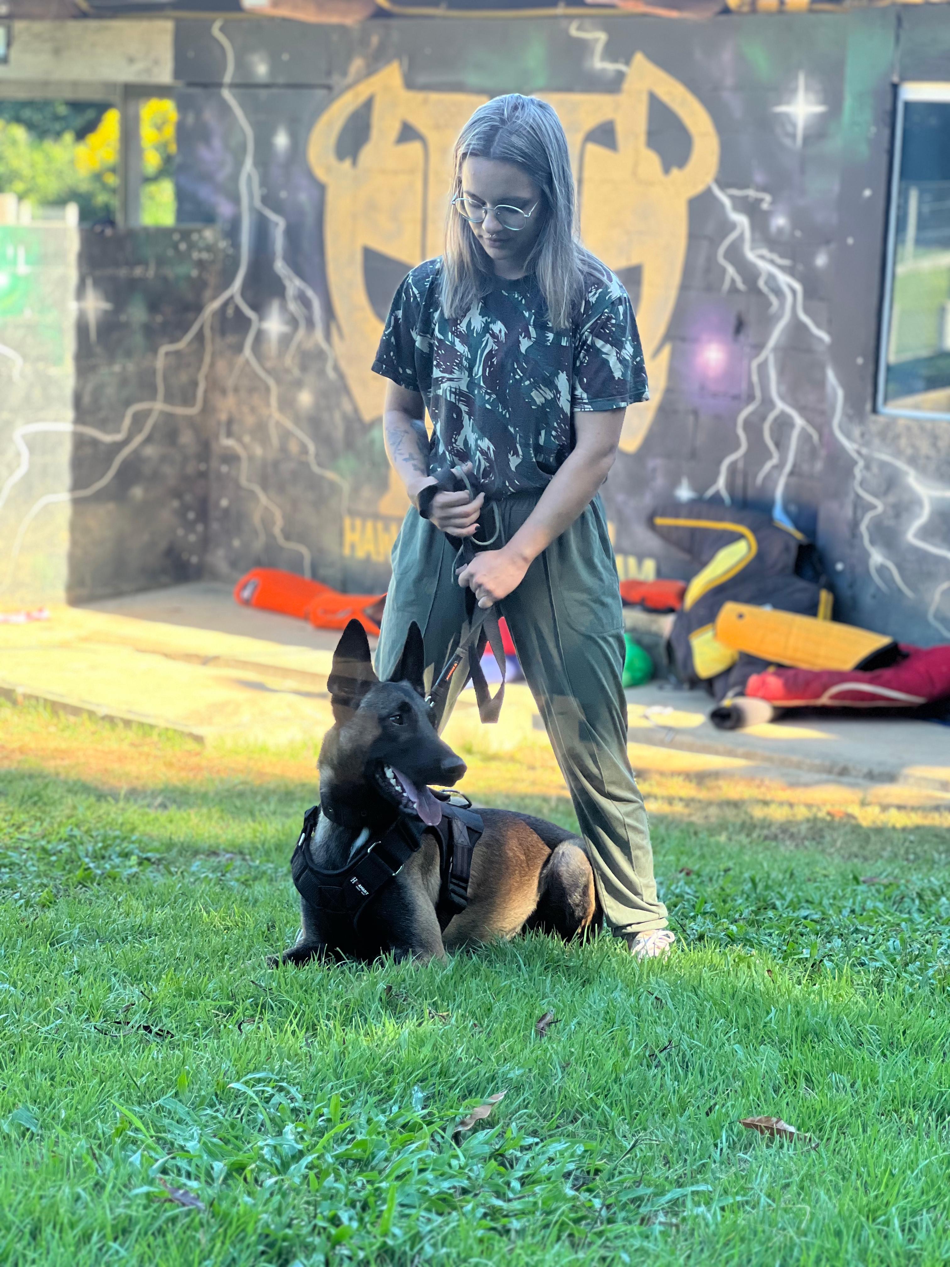Portal Vendocão Pastor Belga de Malinois TREINADO Florianópolis 