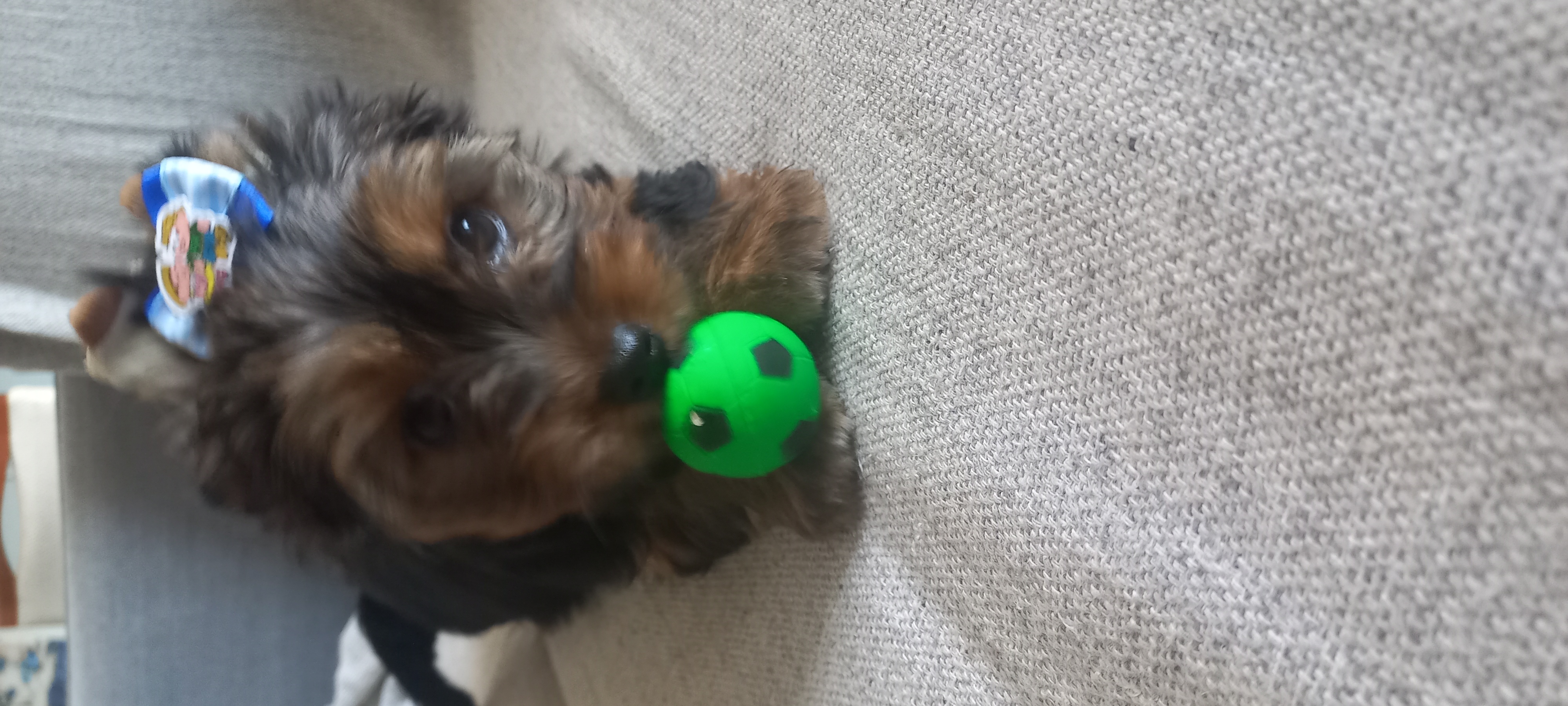 Portal Vendocão Vendo yorkshire terrier  Rio Claro 