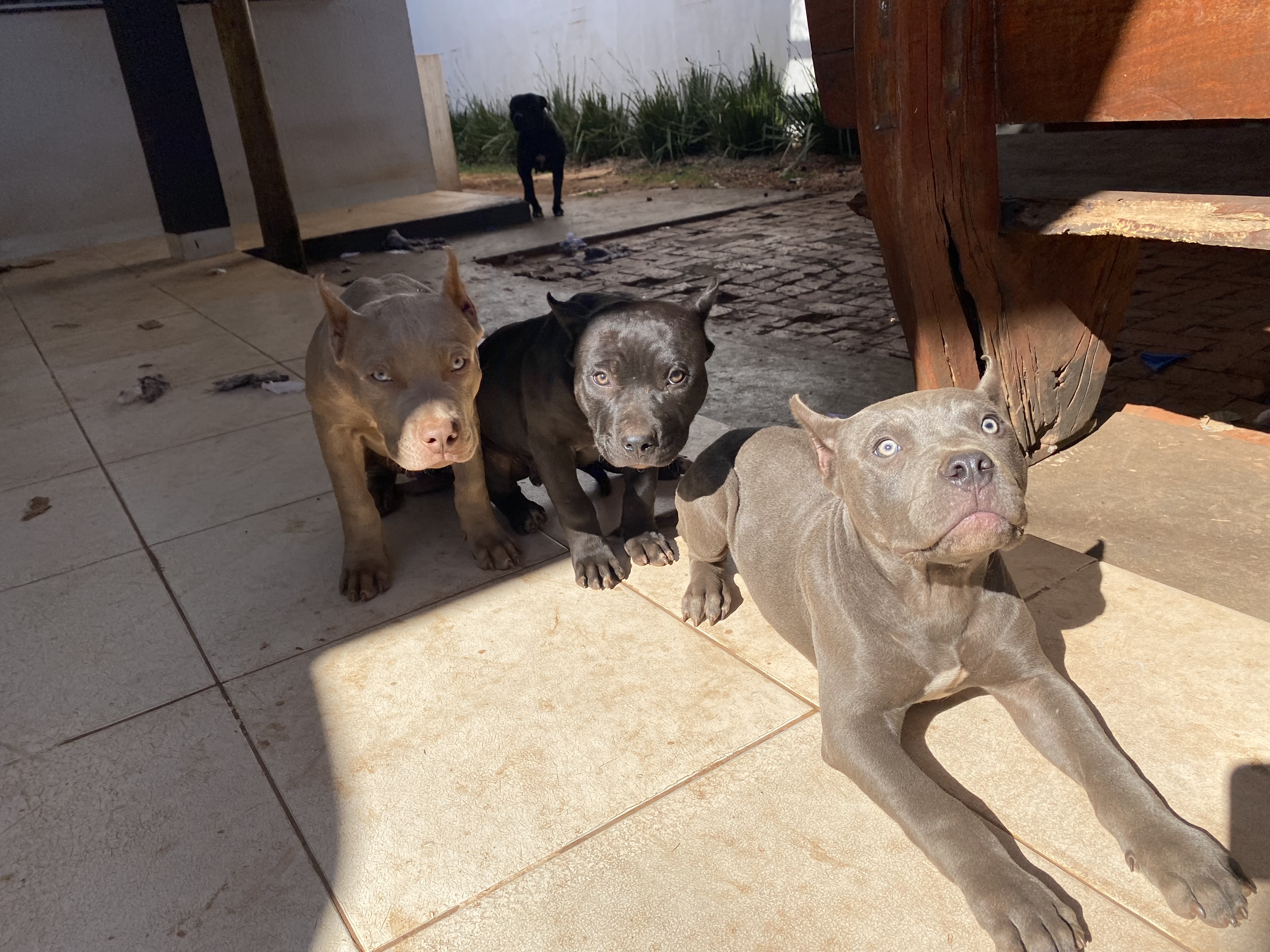 Portal Vendocão Filhote de Pit Monster Campo Grande