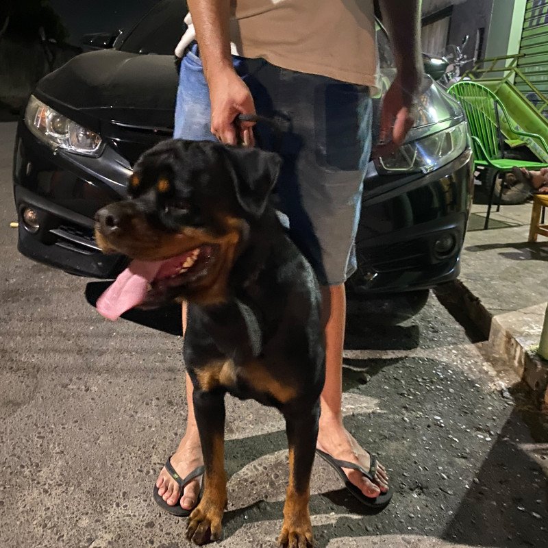 Rottweiler - Foto 1