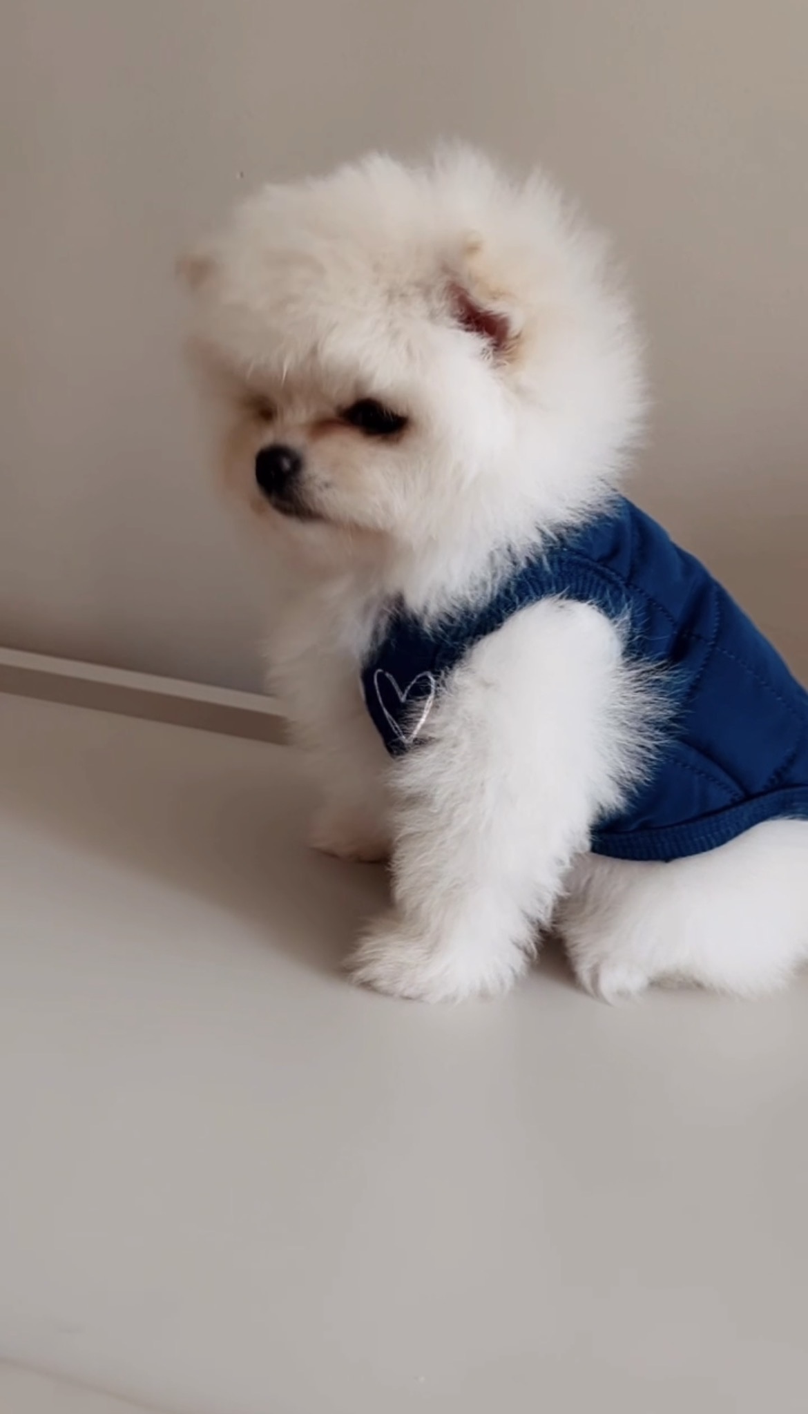 lulu da Pomerania  - Foto 2