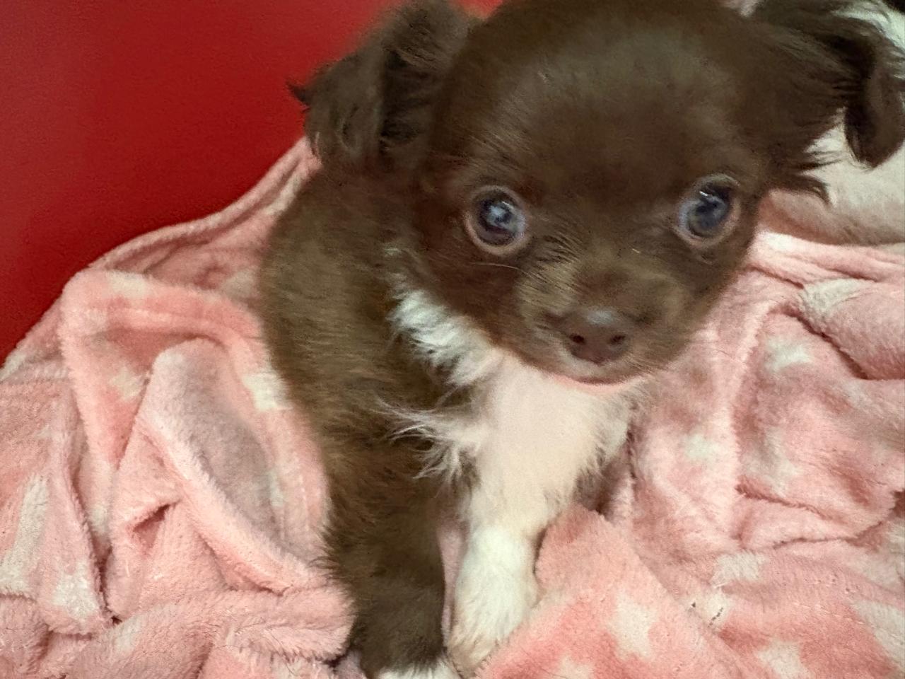 Portal Vendocão Filhote Chihuahua fêmea  Cascavel