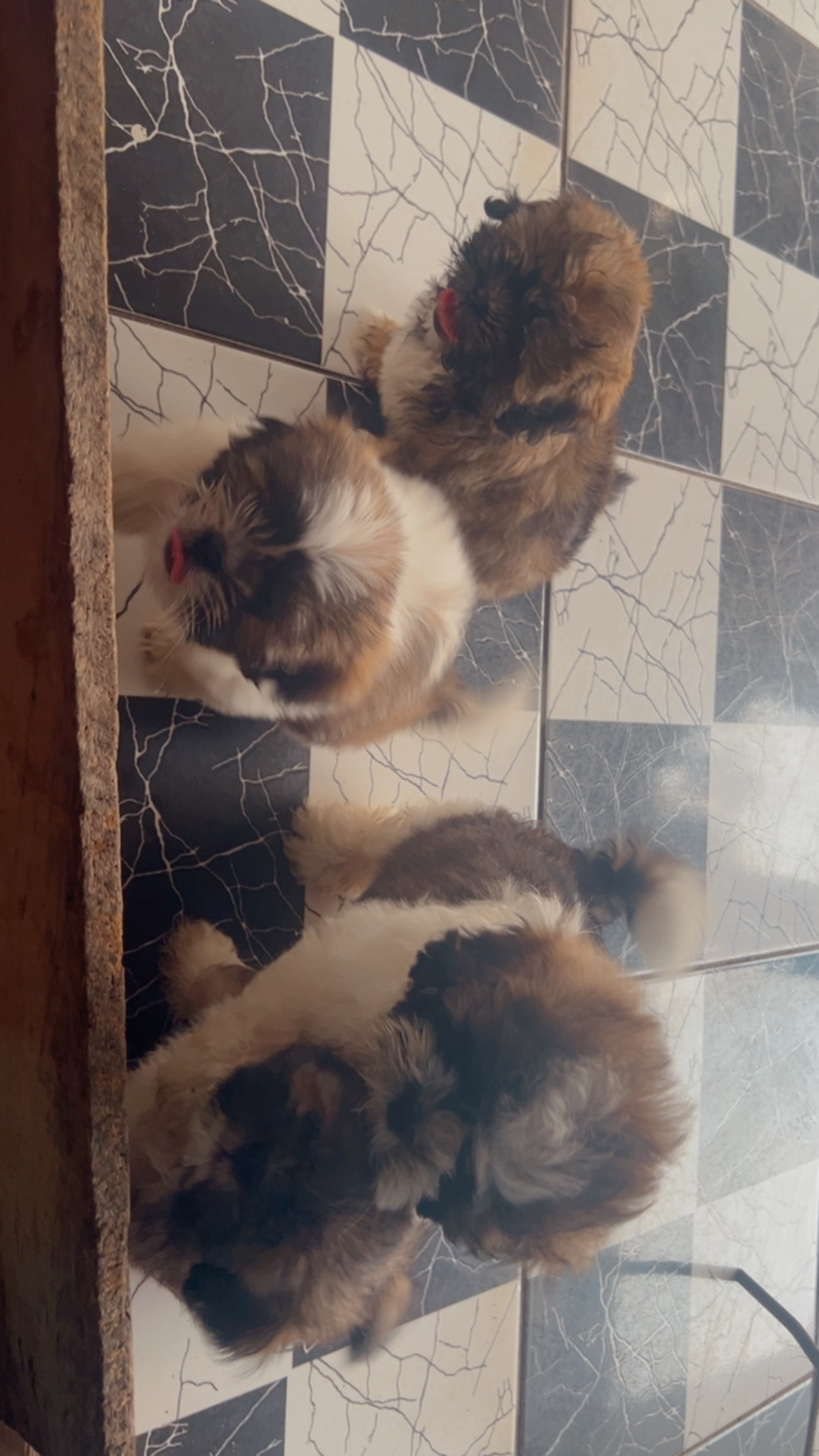 Portal Vendocão Filhotes de Shih Tzu  Cuiabá 