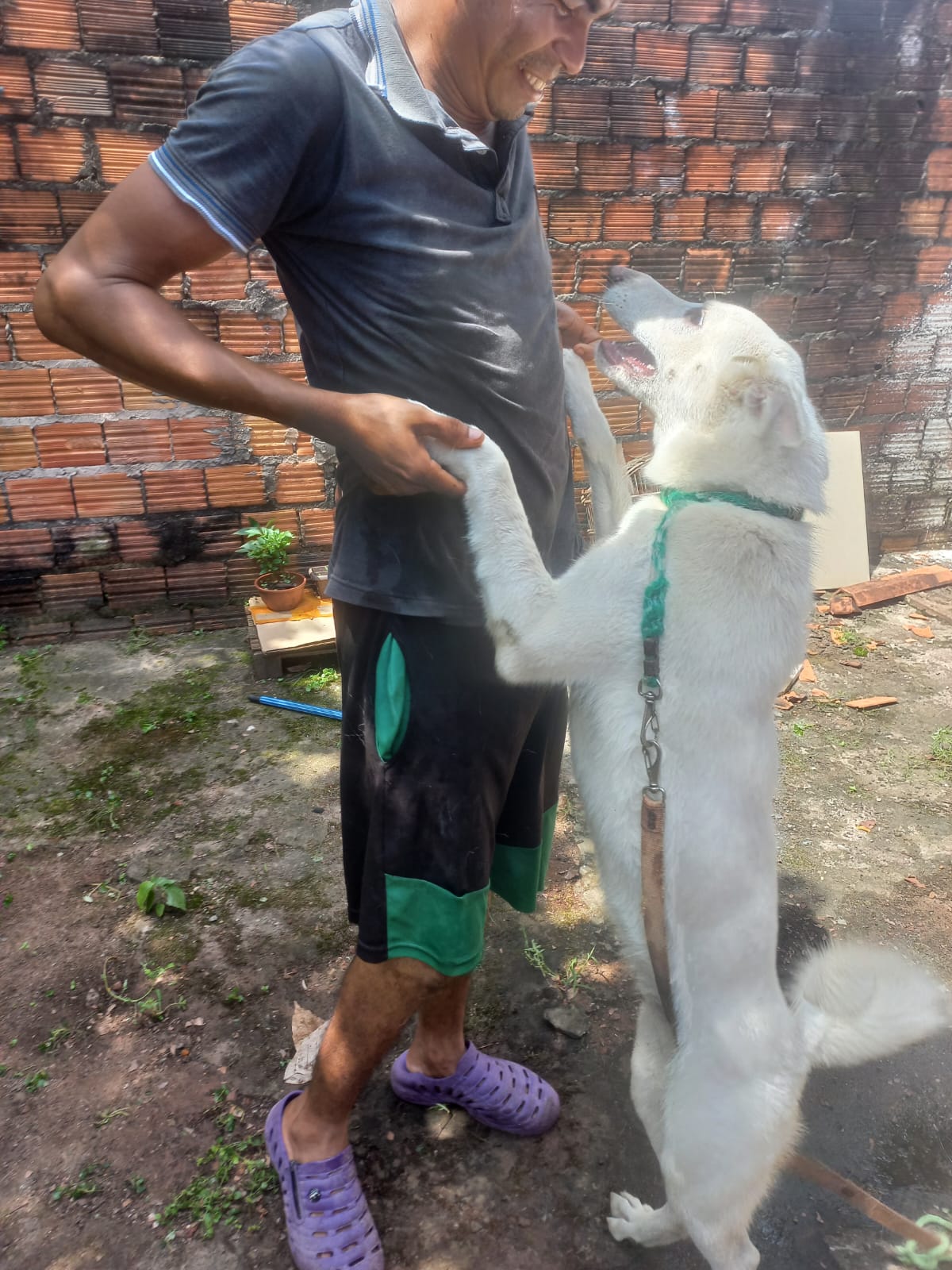 Portal Vendocão Vendo pastor branco suíço  São Luís