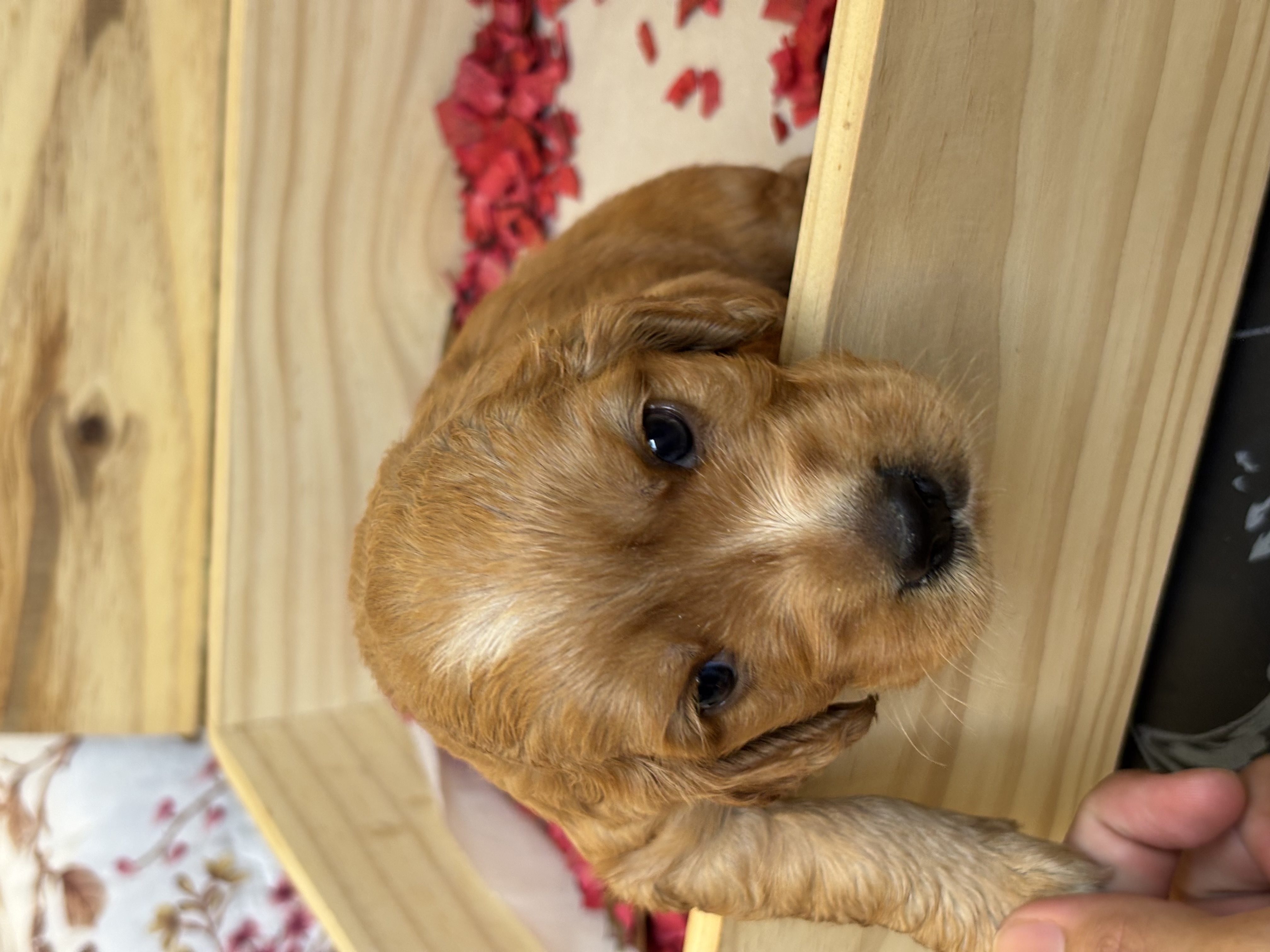 Portal Vendocão Filhotes de cachorro Cocker Spaniel Inglês  São Luís 