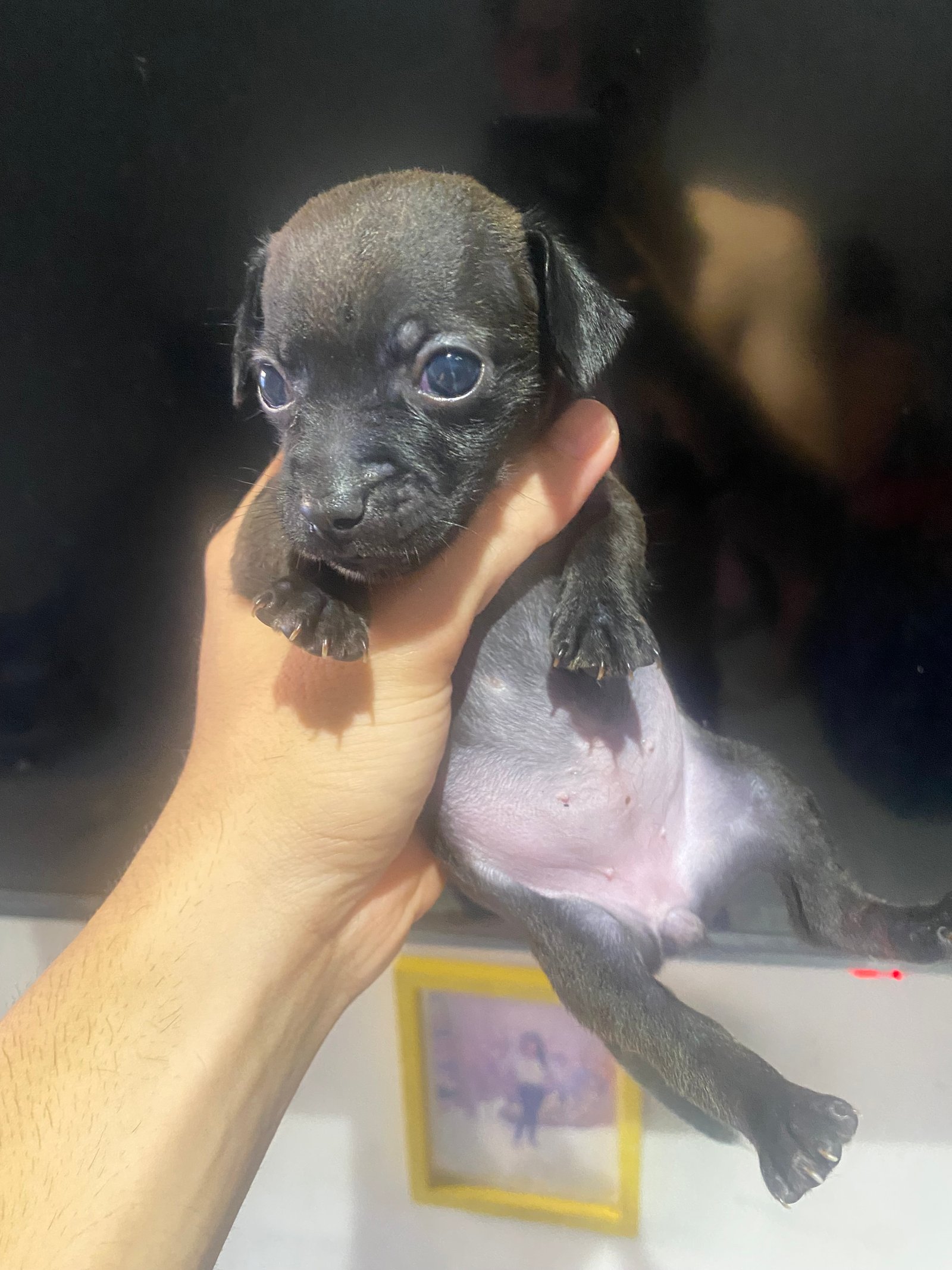 Filhotes de Pinscher fêmeas  - Foto 2