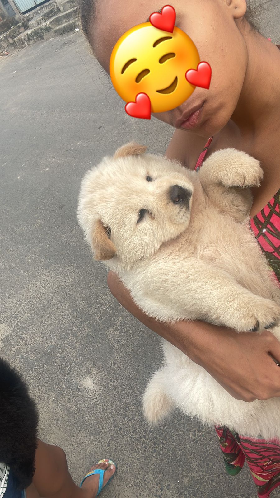 Cachorros da raça chow-chow filhotes  - Foto 3