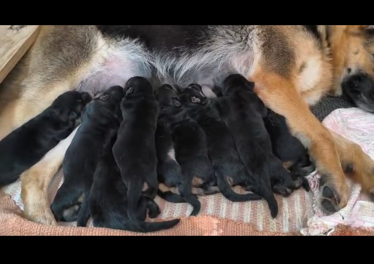 Portal Vendocão FILHOTES DE PASTOR ALEMÃO COM PEDIGREE CRICIUMA