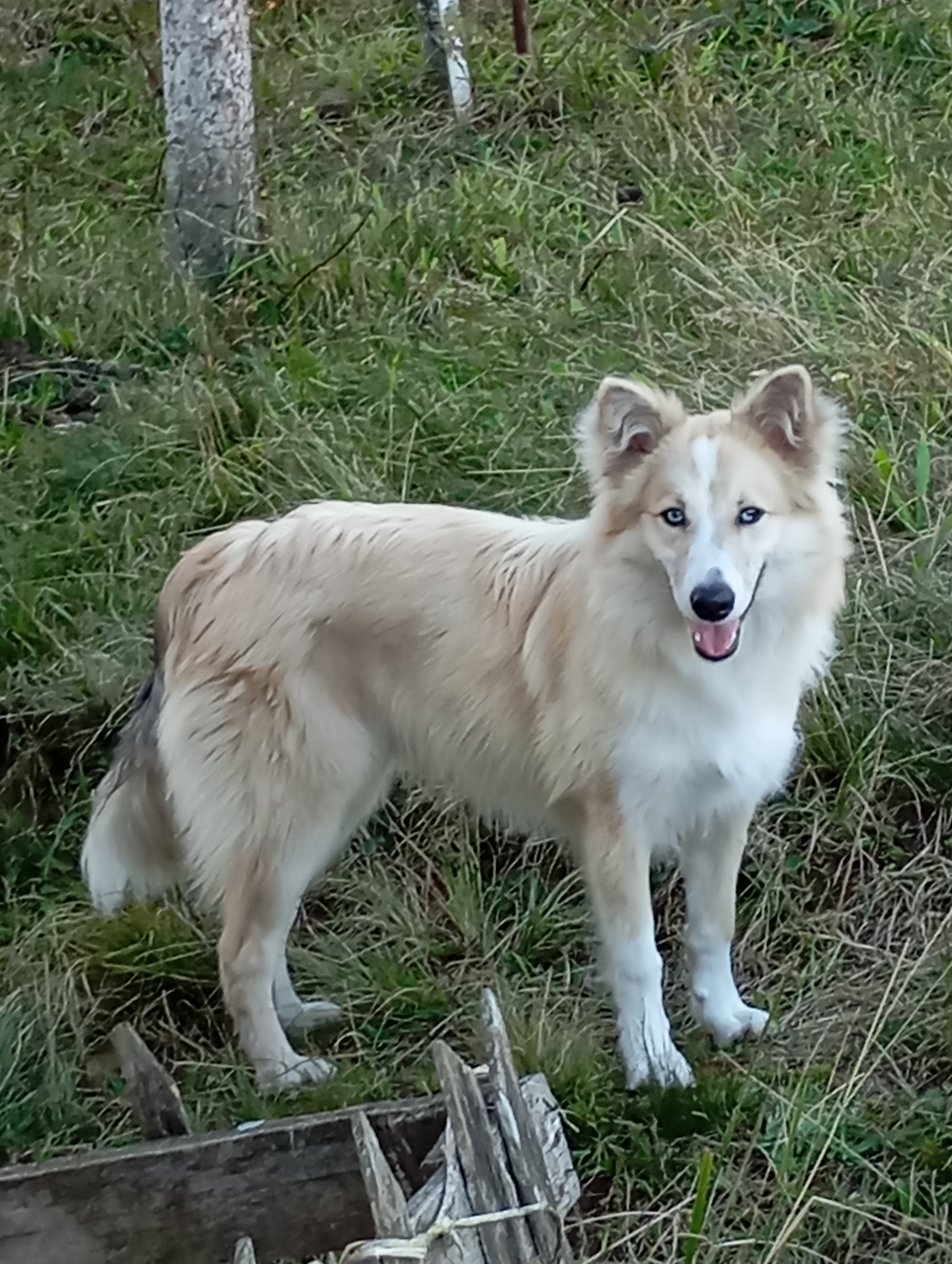 LINDO FILHOTE, 7 MESES, OLHOS AZUIS  - Foto 2