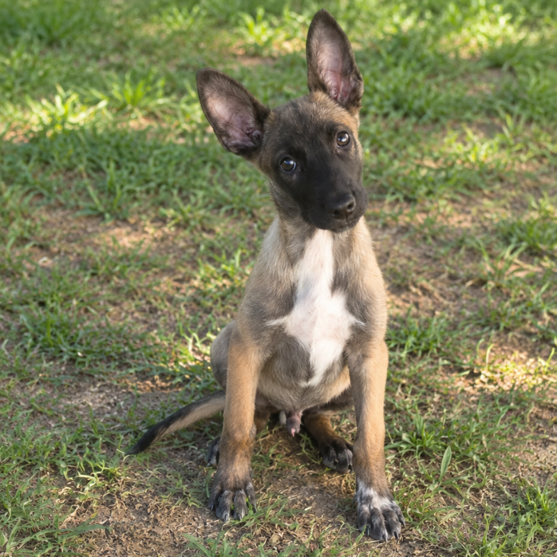 Vende-se filhote de Pastor Belga Malinois