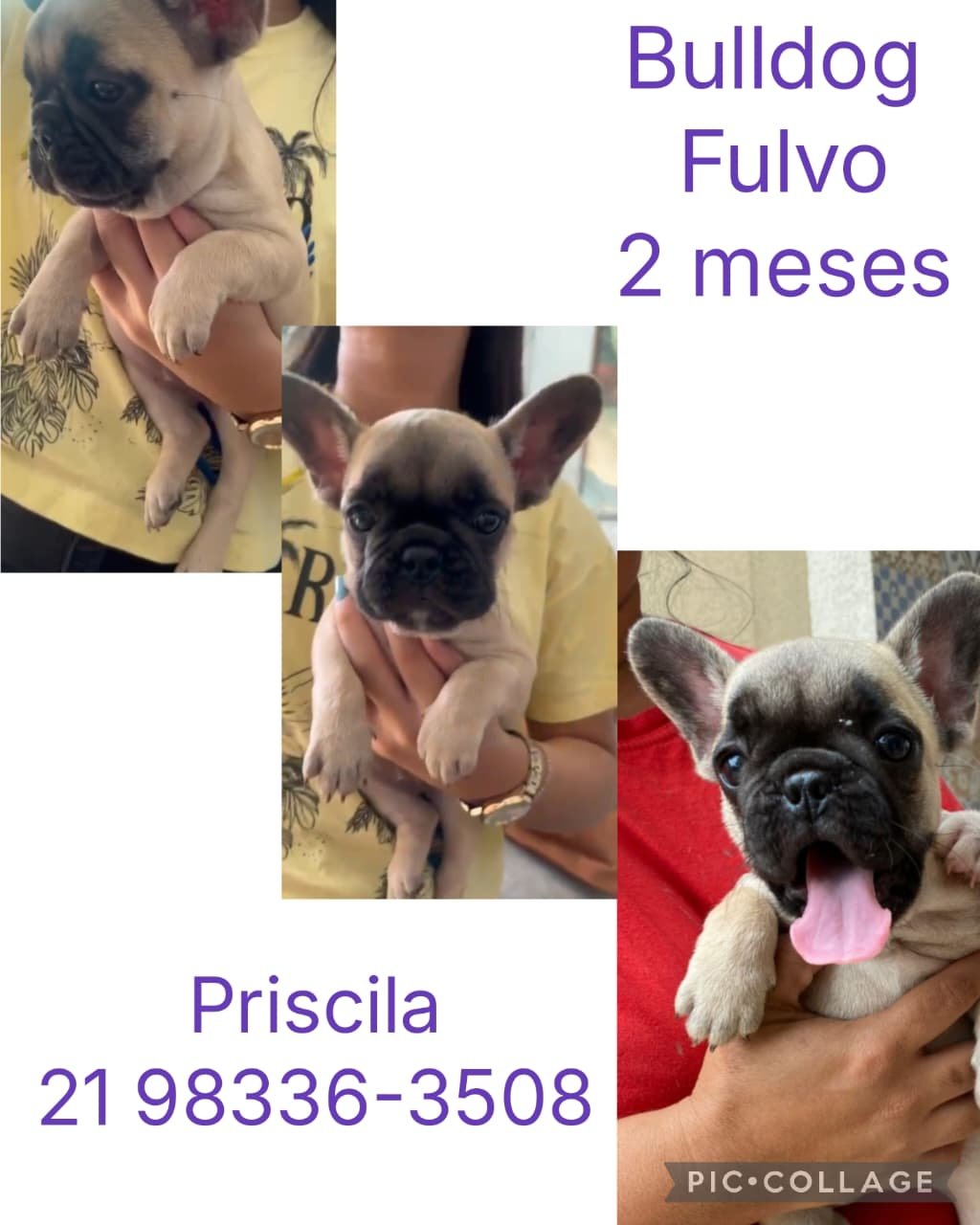 Vendo uma buldogue francês com 2 meses - Foto 1