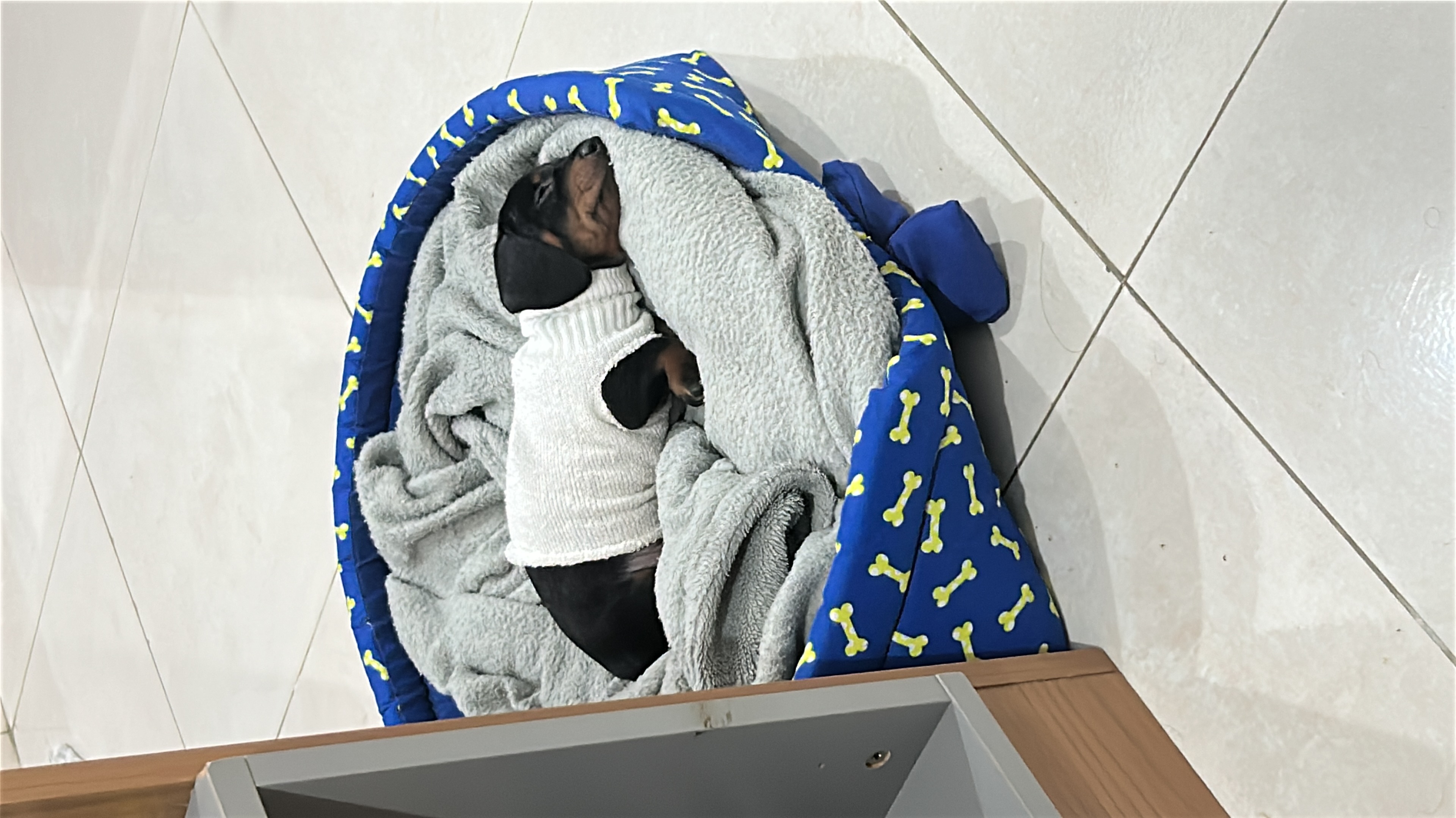 Portal Vendocão Vendo filhote de Dashshund Olinda