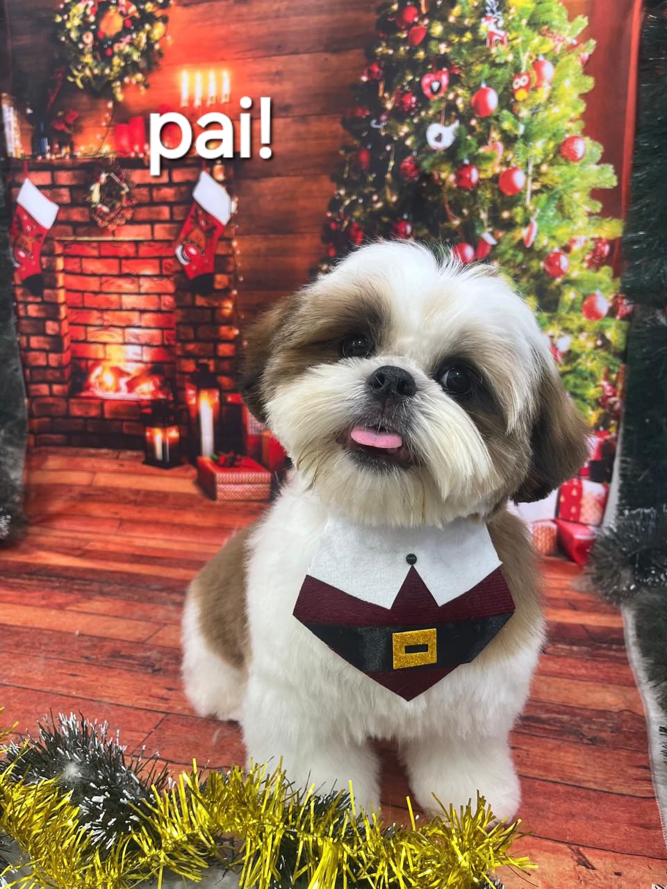 Filhotes de shih-tzu  - Foto 2