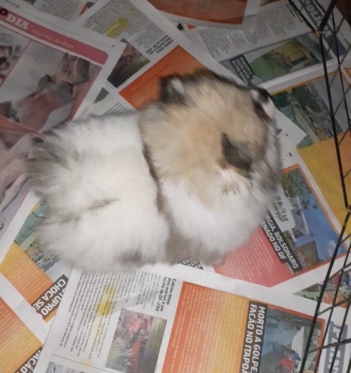 Lindo machinho de Lulu da pomerania anão vacinado verificado com pedgree parte color portador de chocolate branco neve pérola e laranja um presente inesquecível wp pra fotos e vídeos  - Foto 1