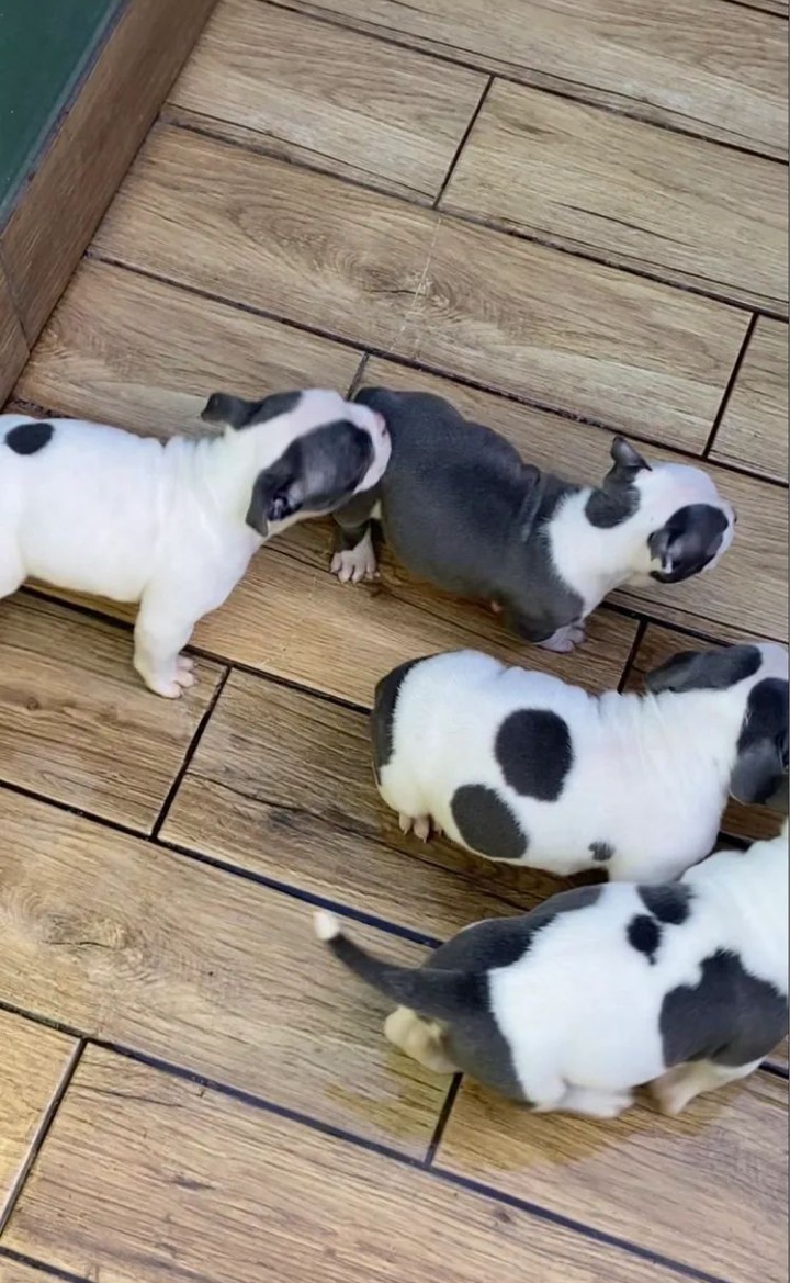 Filhotes American Bully  - Foto 5