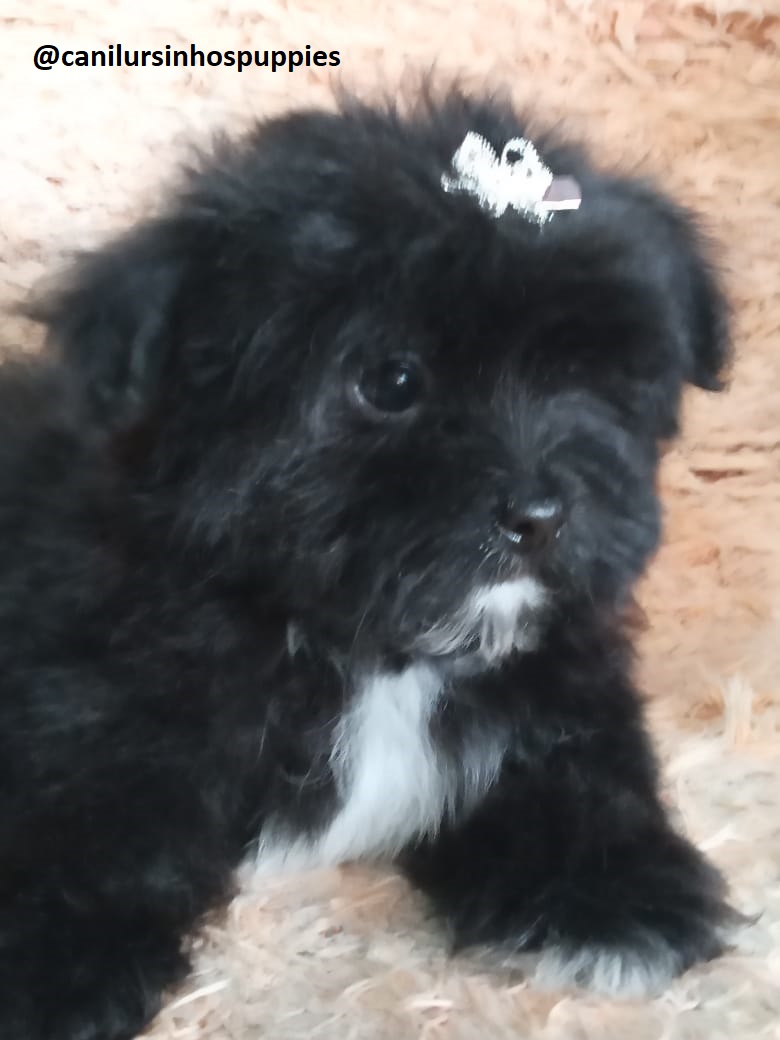 Portal Vendocão lhasa apso garanta hoje seu bebe #canilursinhospuppies são roque 