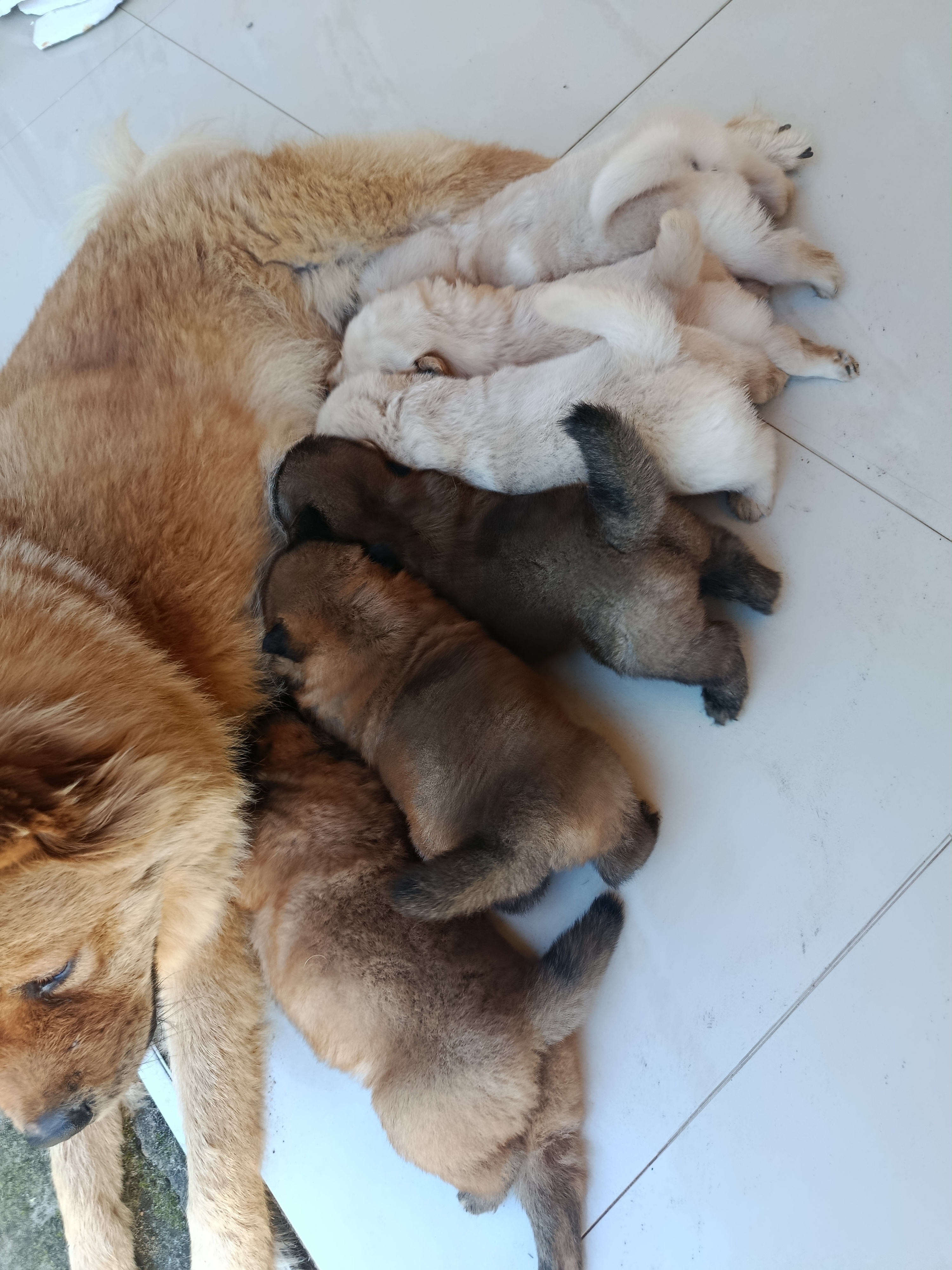 Chowchow filhotes - Foto 4