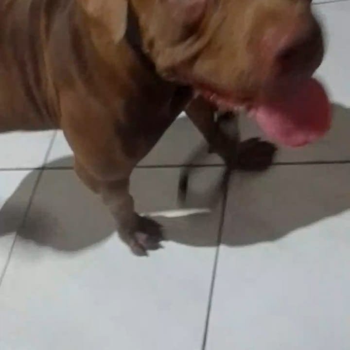 Pit monster 9 meses - Foto 2