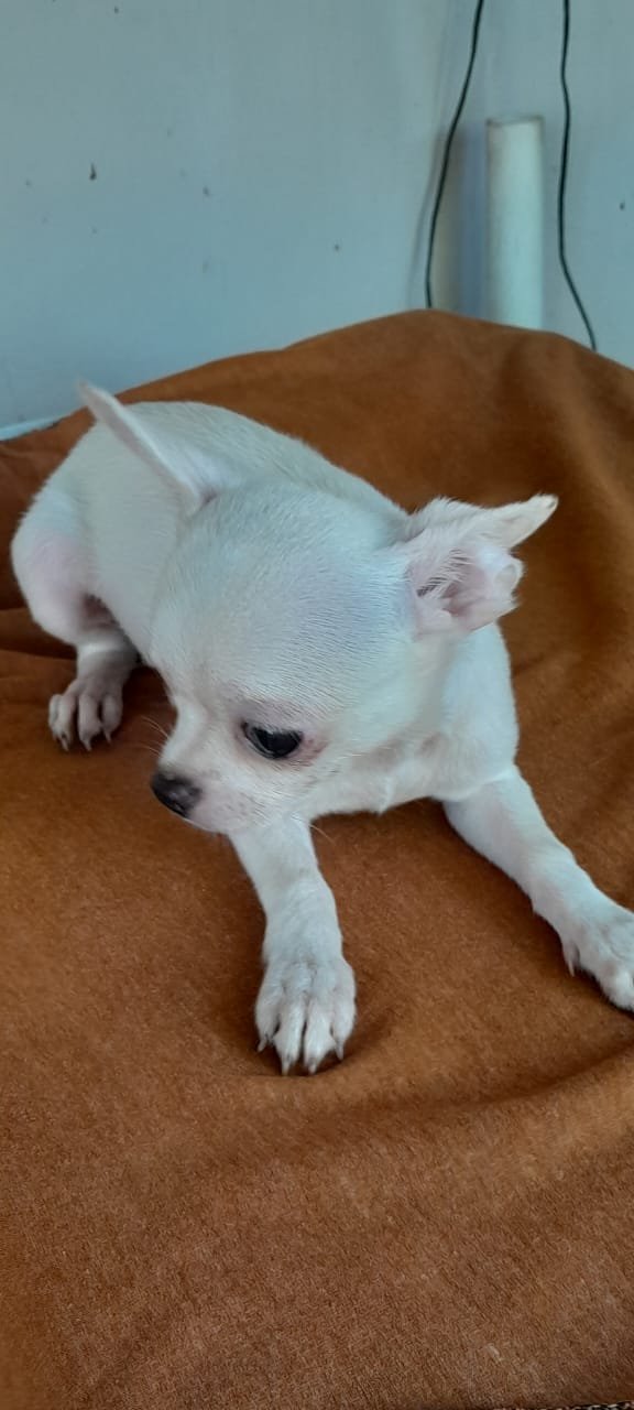 SOU OLIVER - CHIHUAHUA MACHO PELO CURTO COM PEDIGREE CBKC - LINHAGEM PURA - Foto 3