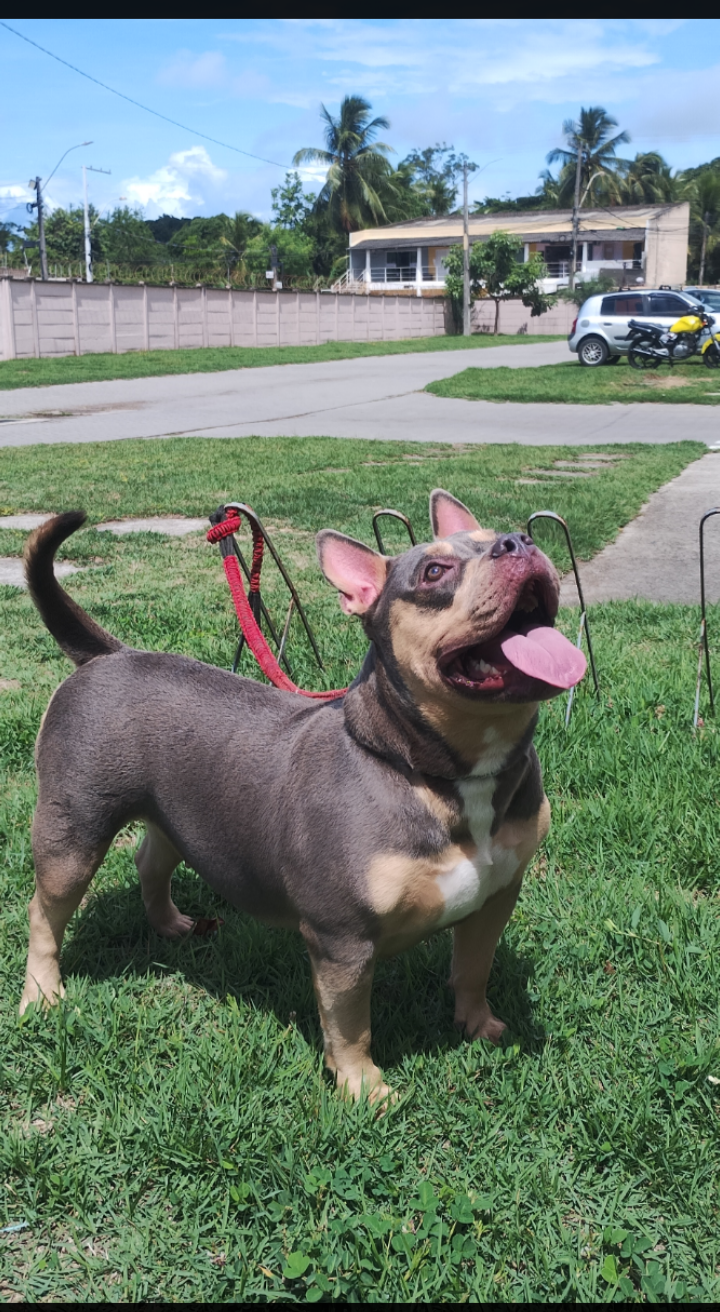 Portal Vendocão AMERICAN BULLY  Salvador Camaçari Lauro de Freitas e região 