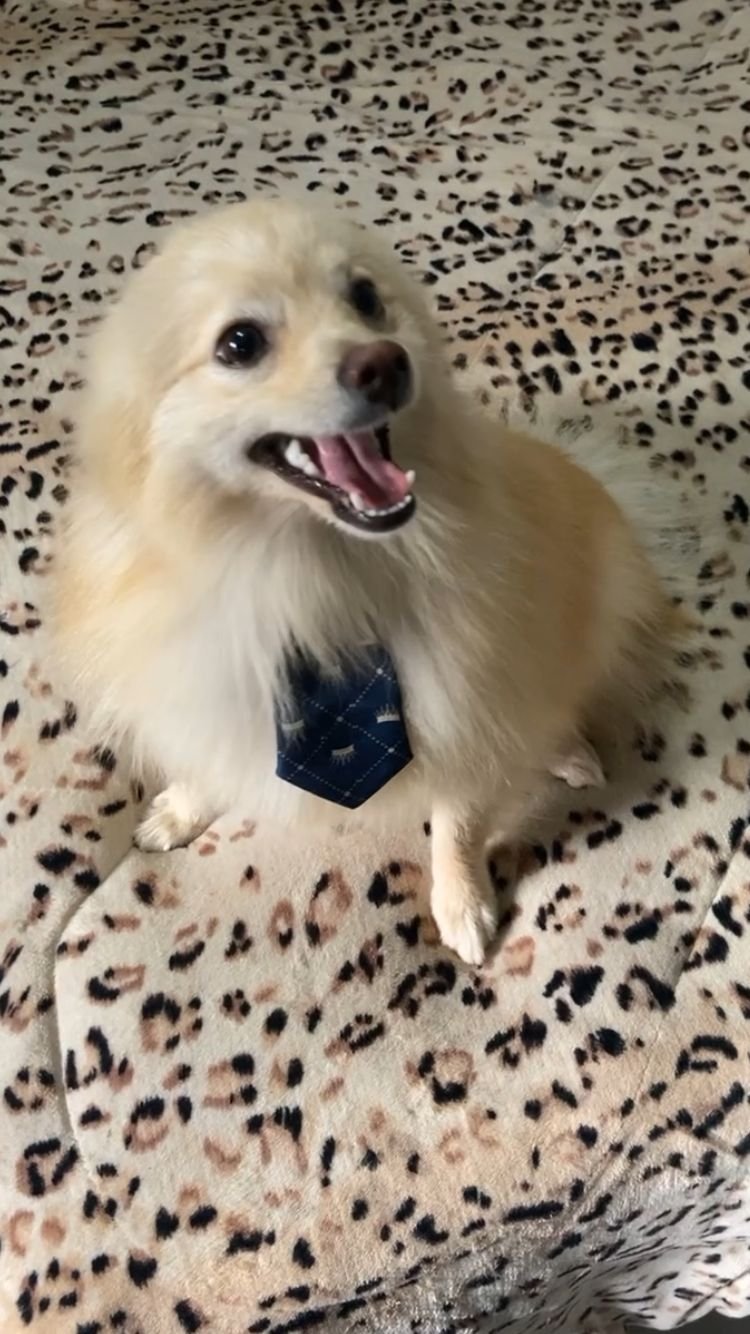 Vendo lindo cãozinho  - Foto 1