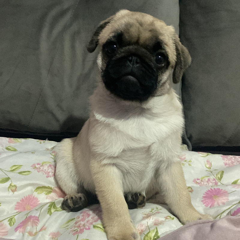 Filhote de Pug abricot macho - Foto 1