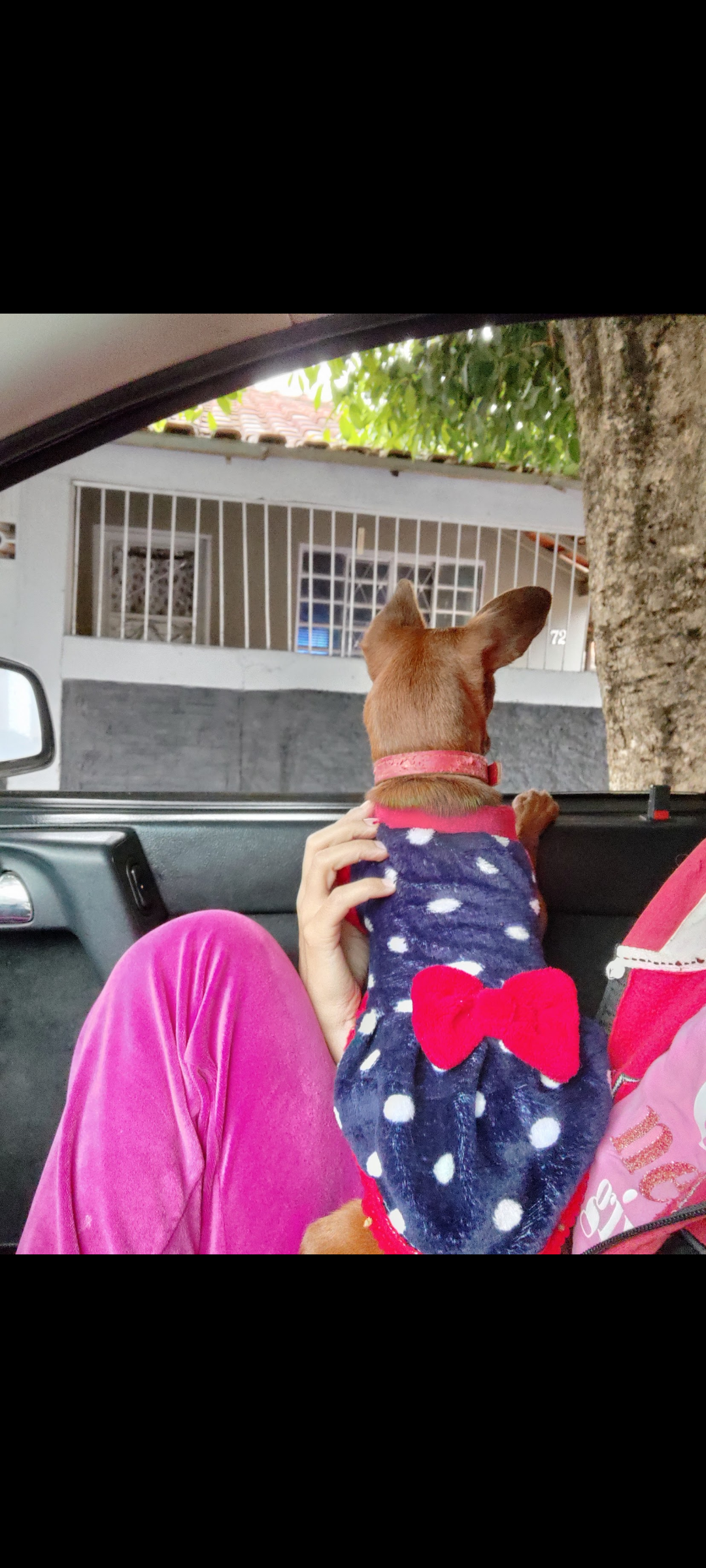 Portal Vendocão Filhote de Pinscher  ,mãe 2 e o pai 0 Tabatinga